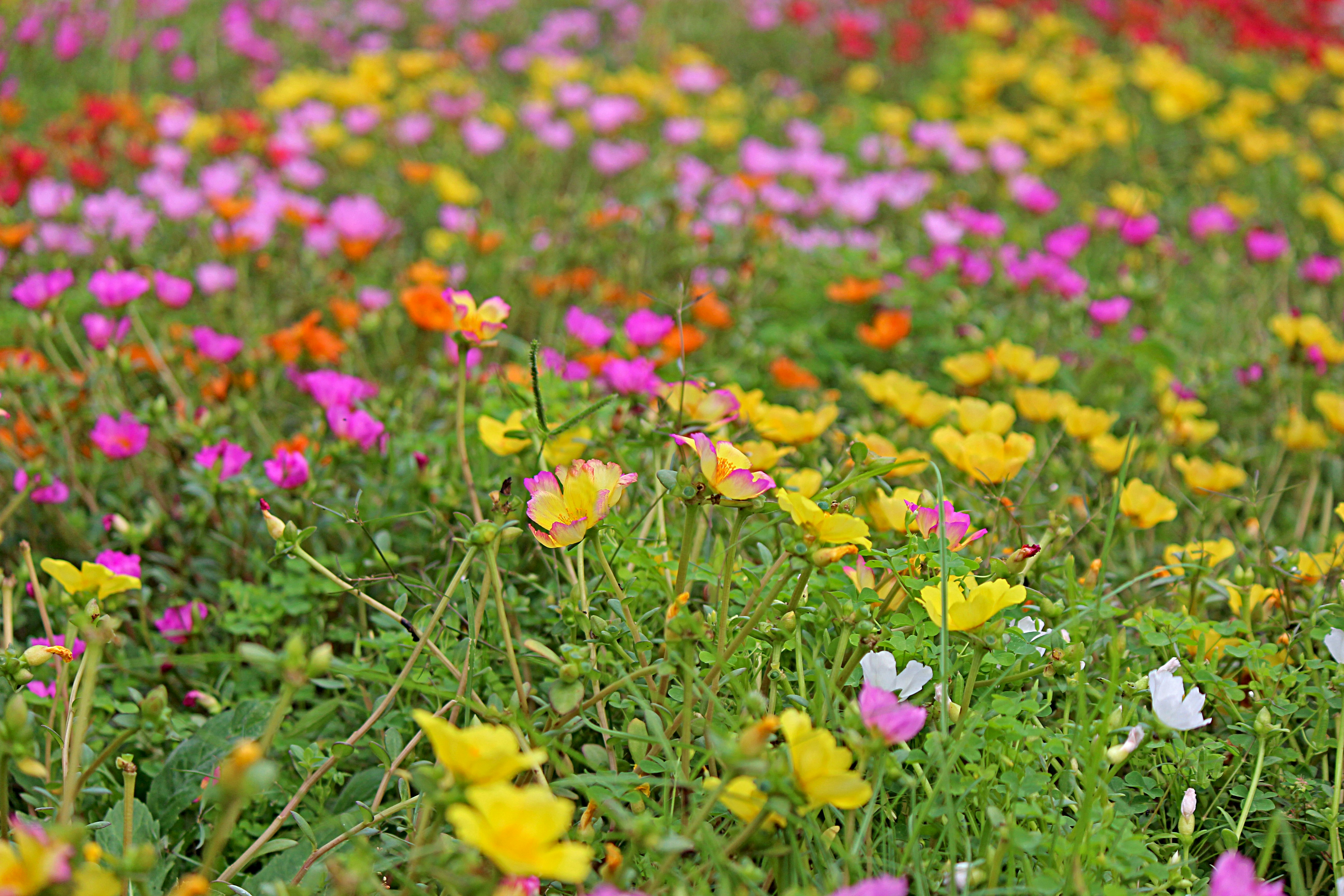 色とりどりの花が咲く花畑の風景