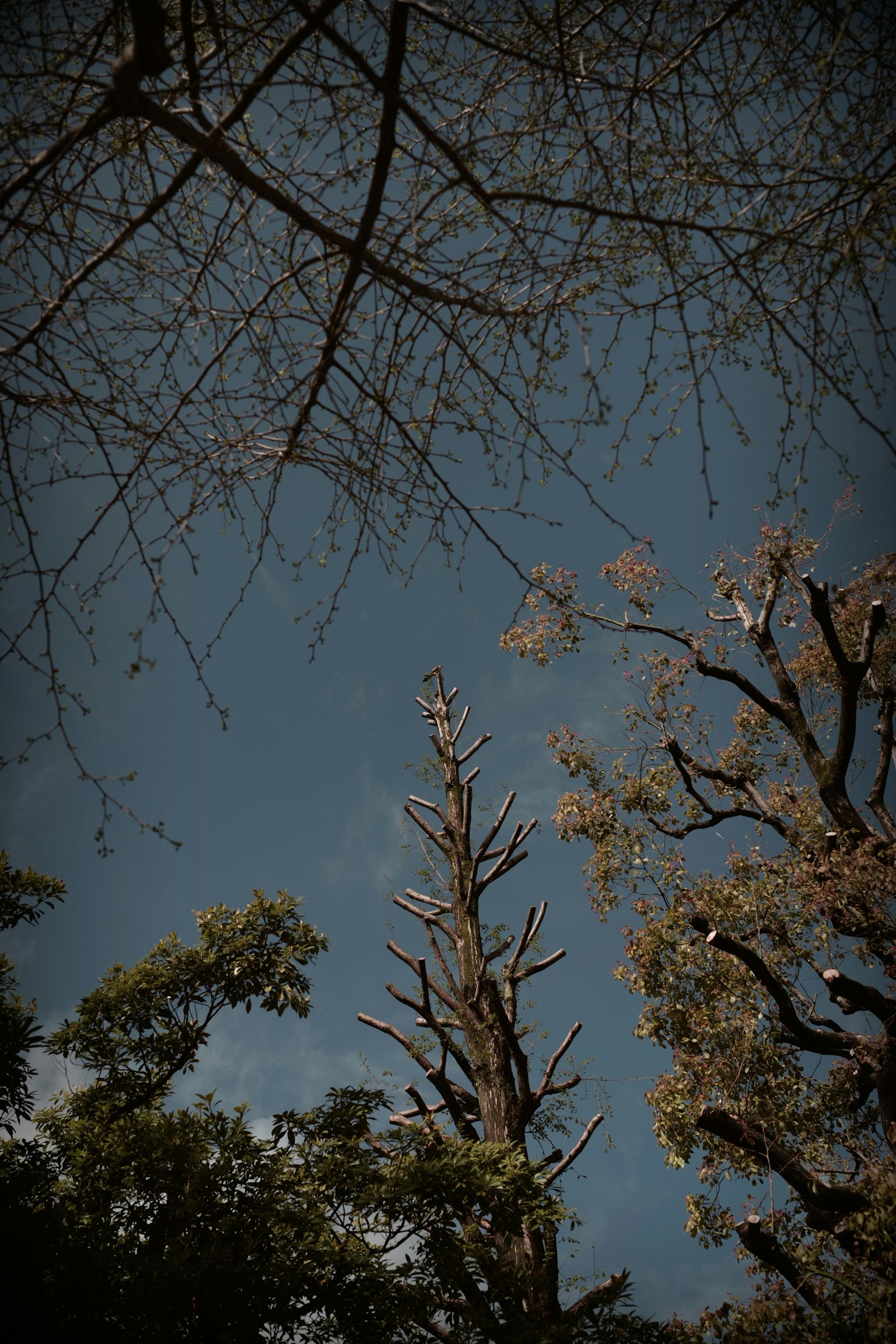 Blick auf den blauen Himmel durch Baumäste und kahle Äste