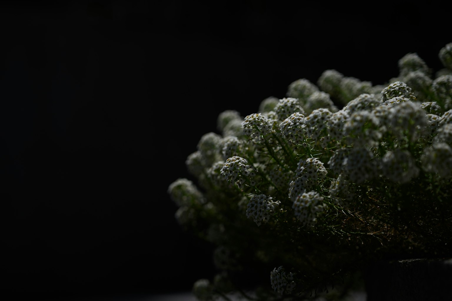 Cận cảnh một cây có hoa trắng nhỏ trên nền tối