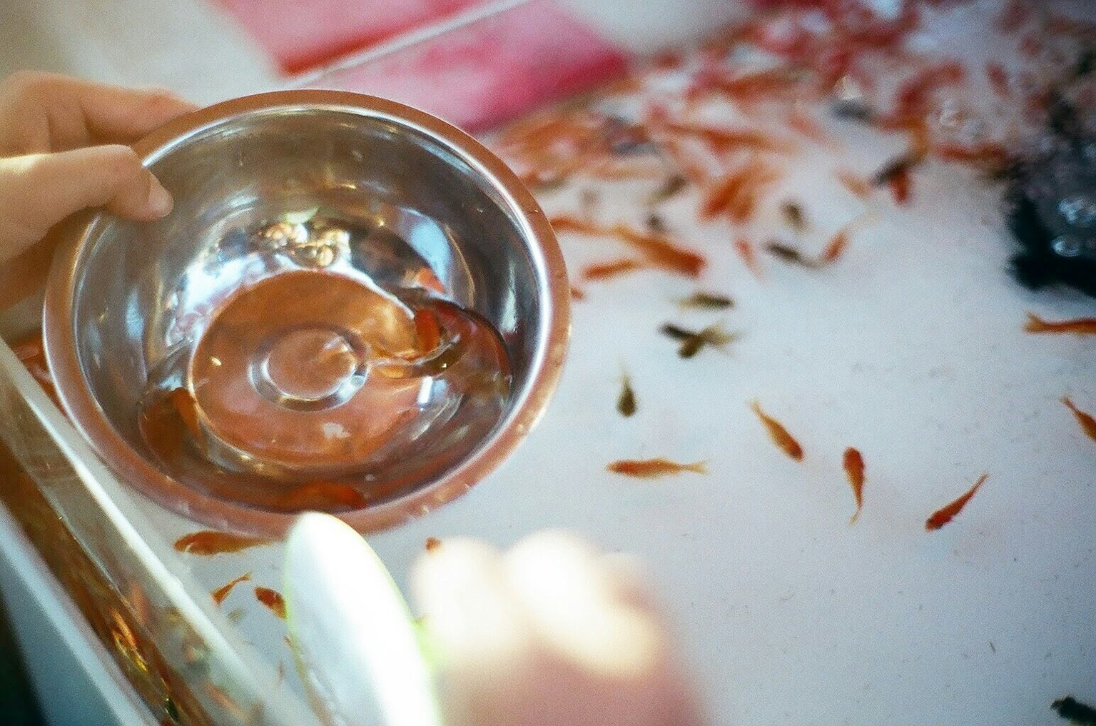 Một bàn tay cầm bát có cá vàng trong bể cá