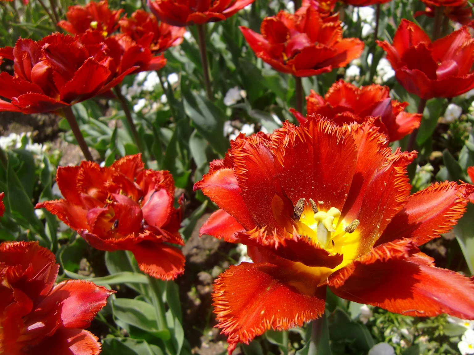 Những bông hoa tulip đỏ tươi nở trong vườn