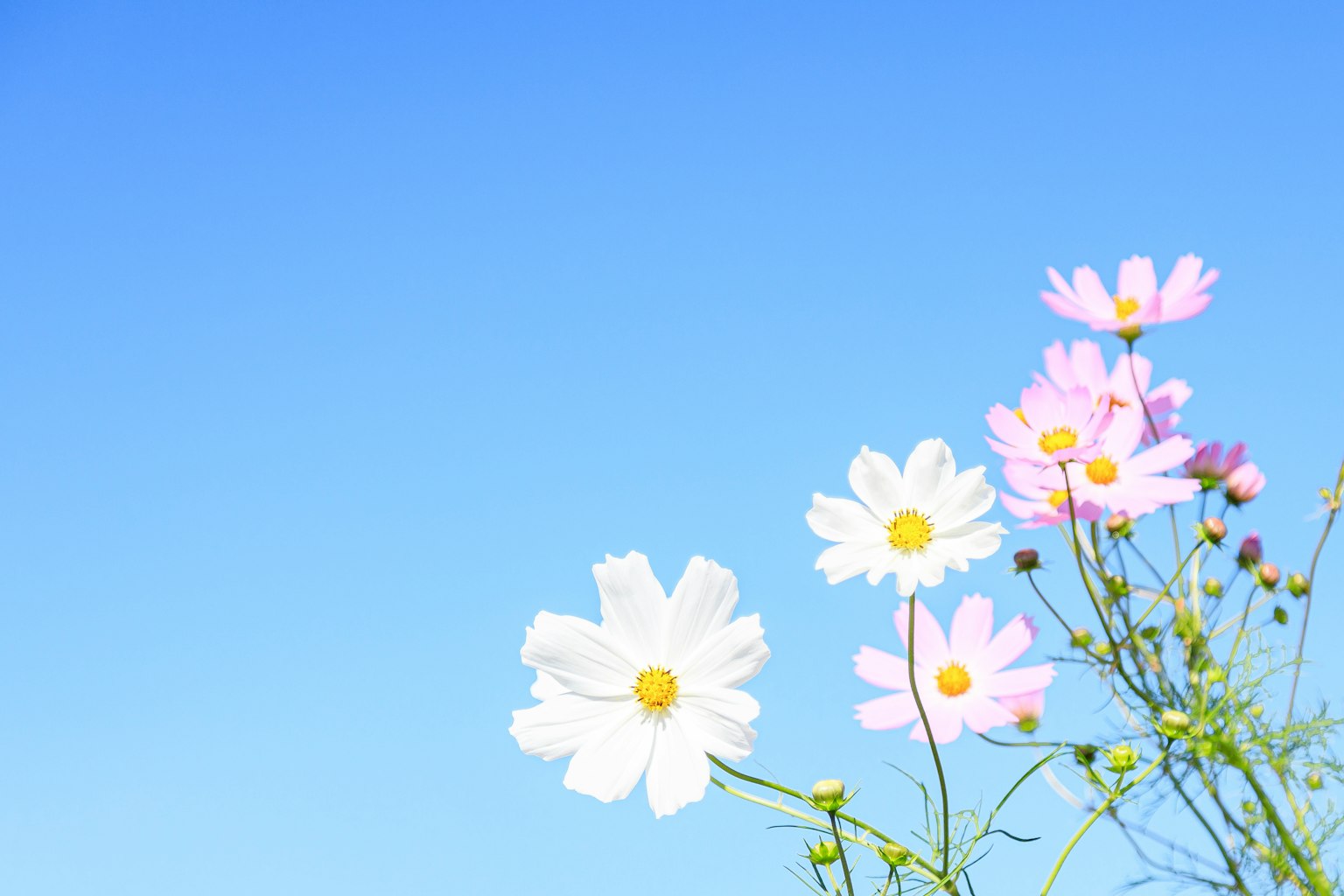 Flores blancas y rosas floreciendo bajo un cielo azul