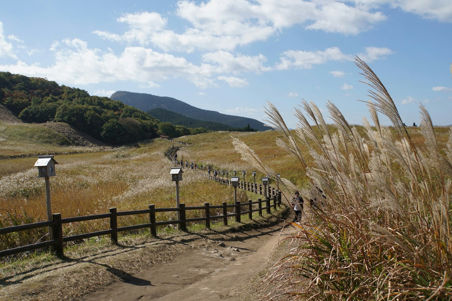 Sendero sinuoso a través de campos de hierba bajo un cielo azul con nubes esponjosas
