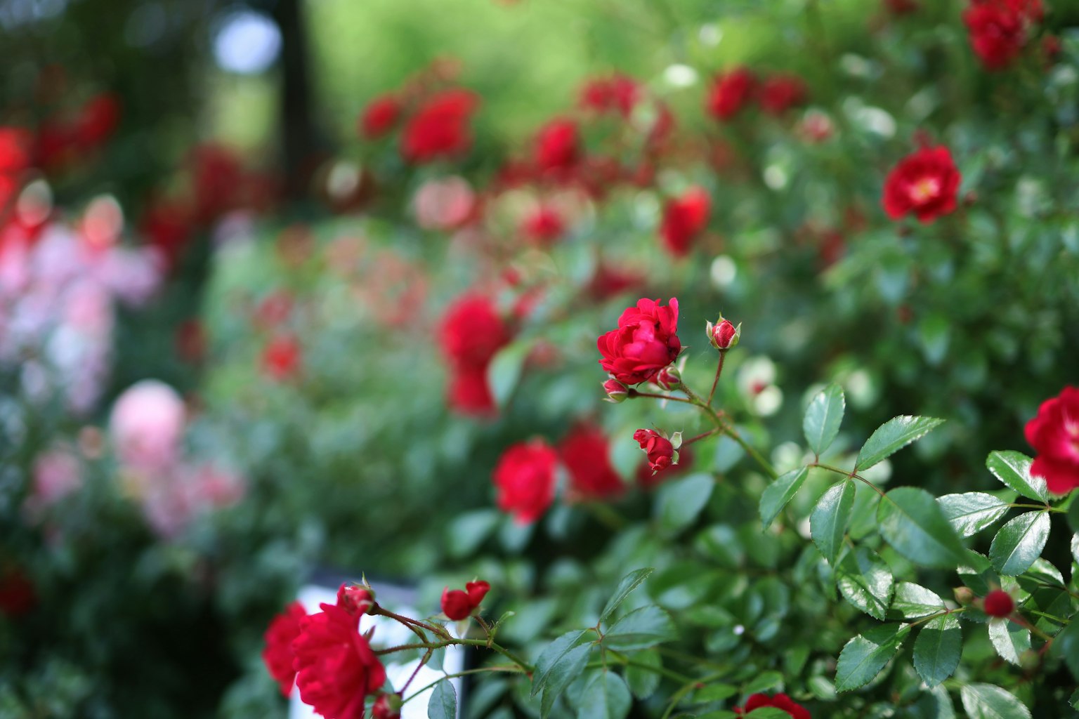 A garden scene filled with blooming red roses