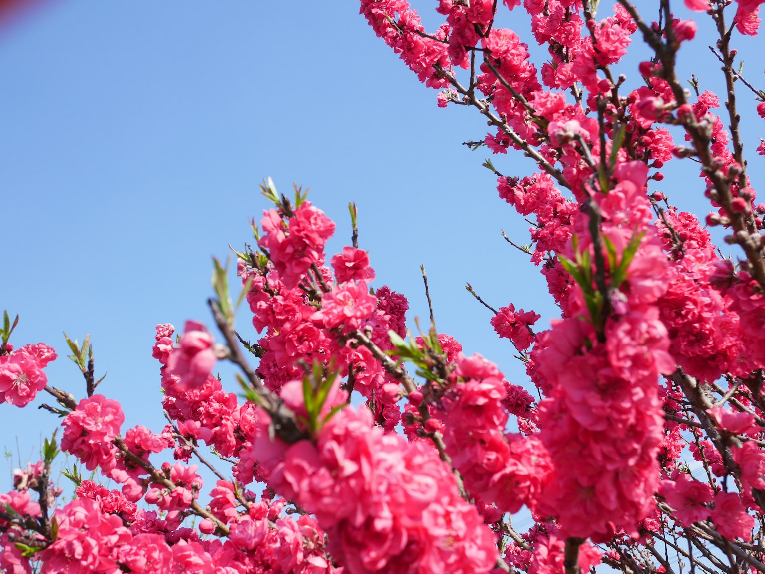 Ramas cubiertas de flores rosas vibrantes contra un cielo azul claro