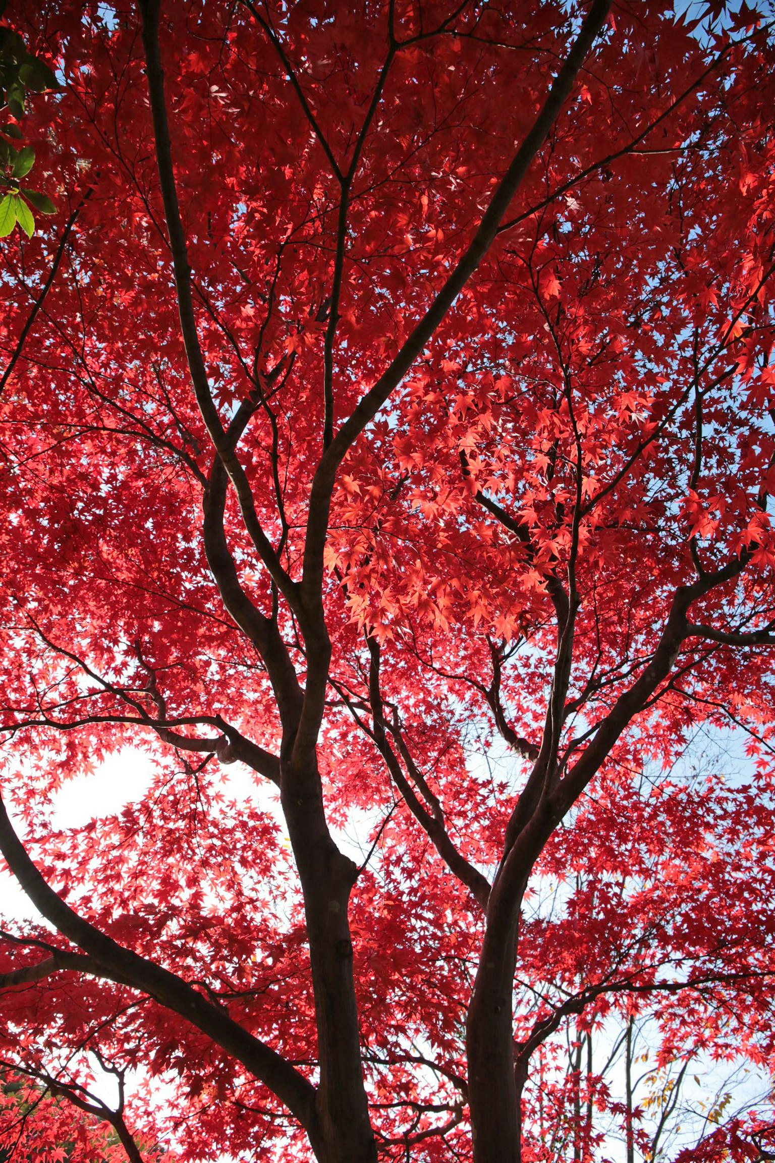 Silhouette di un albero con foglie rosse contro un cielo blu