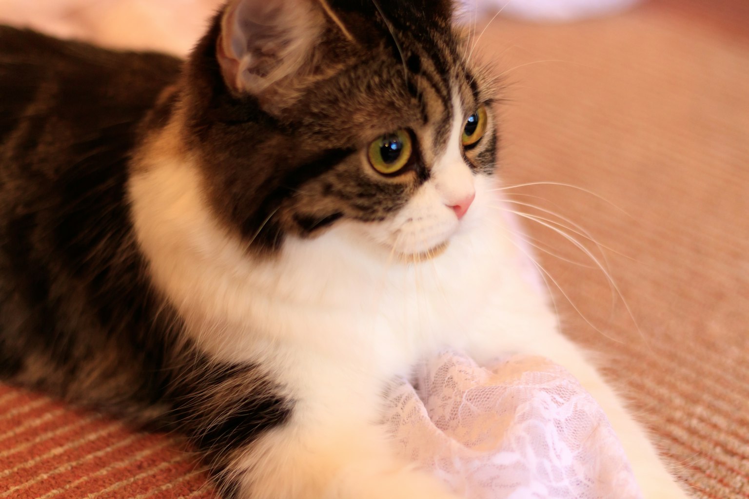 Un gatto morbido che si rilassa con occhi grandi e distintivi