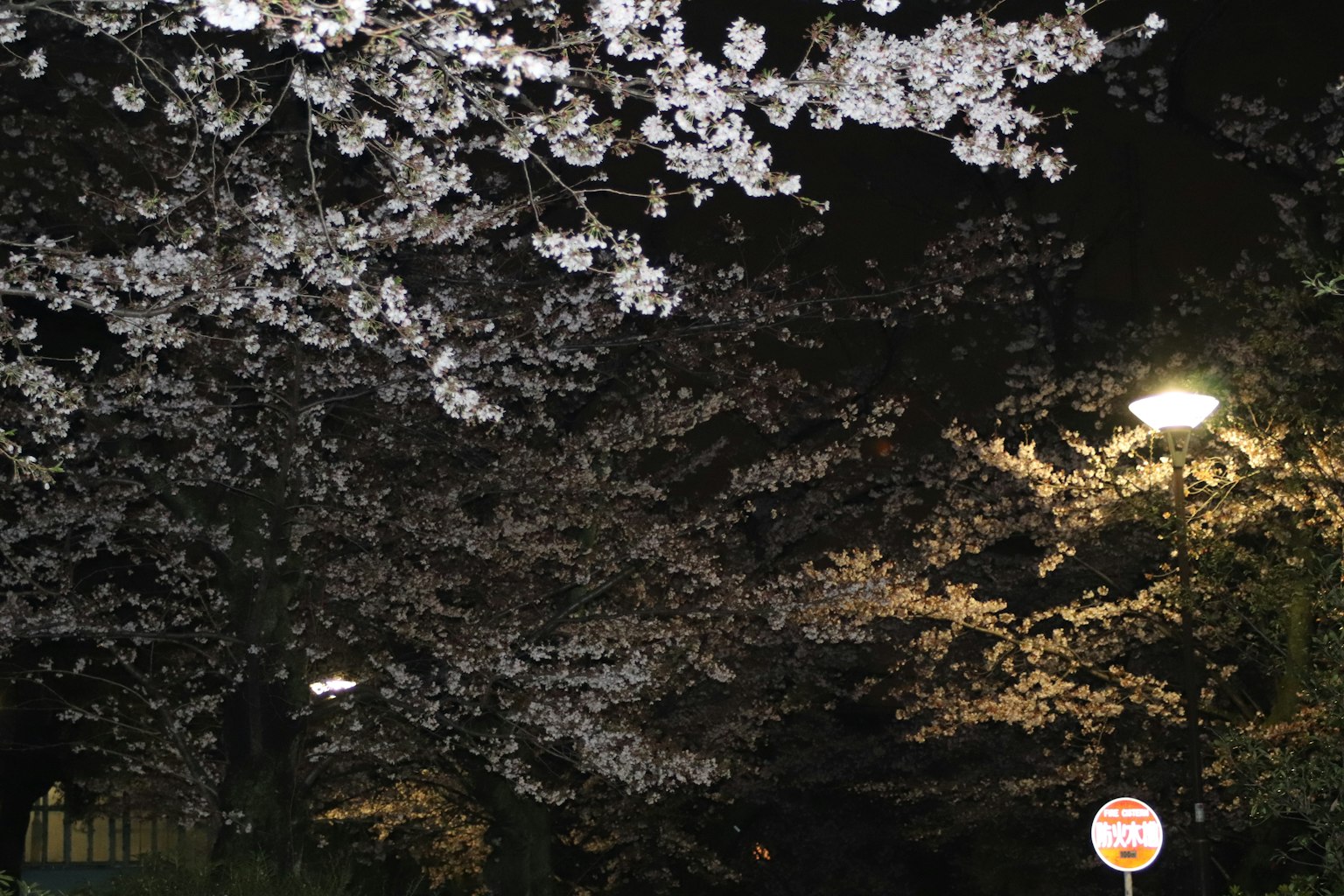 가로등에 비친 밤의 벚꽃 풍경