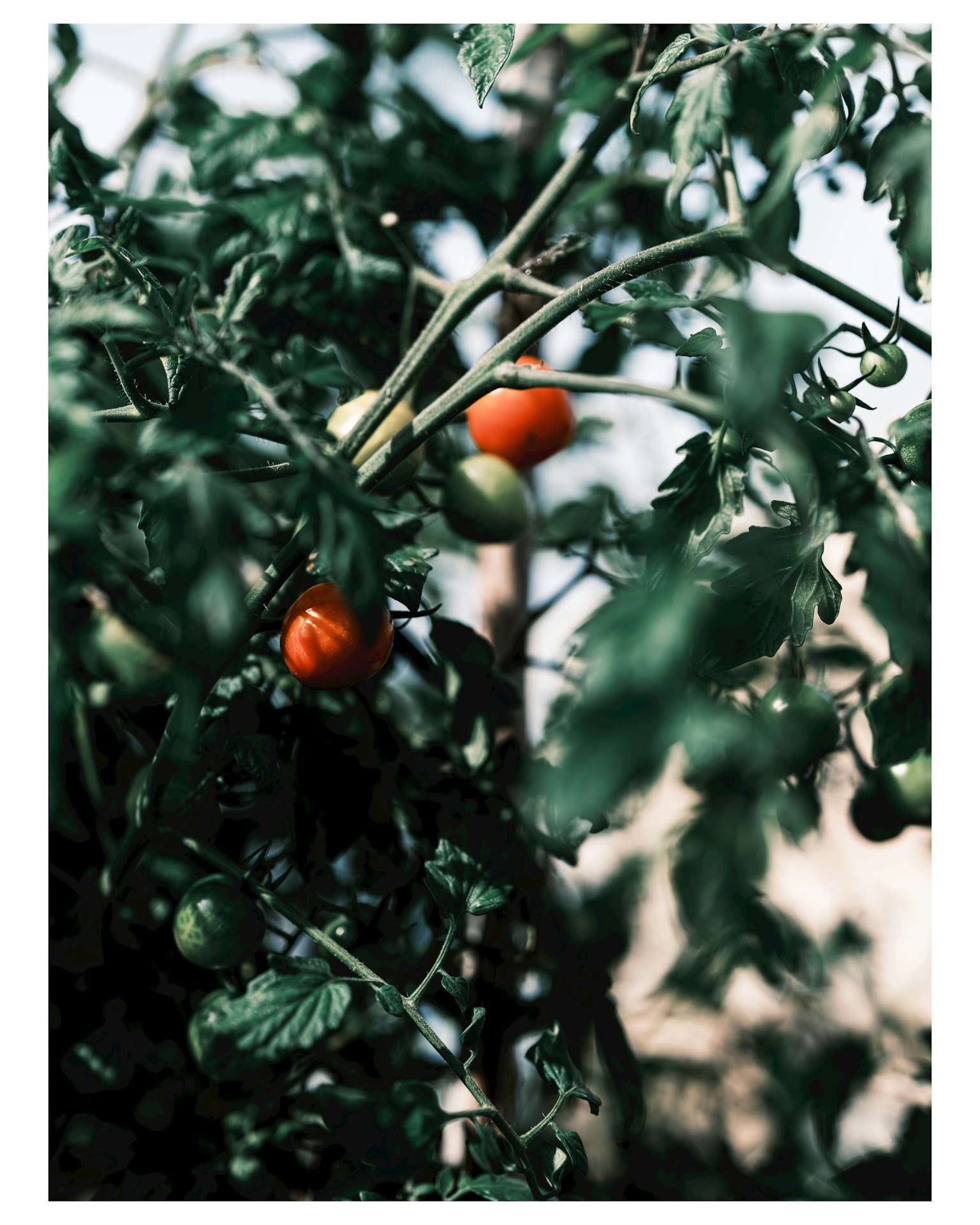 มะเขือเทศแดงท่ามกลางใบเขียวบนเถา