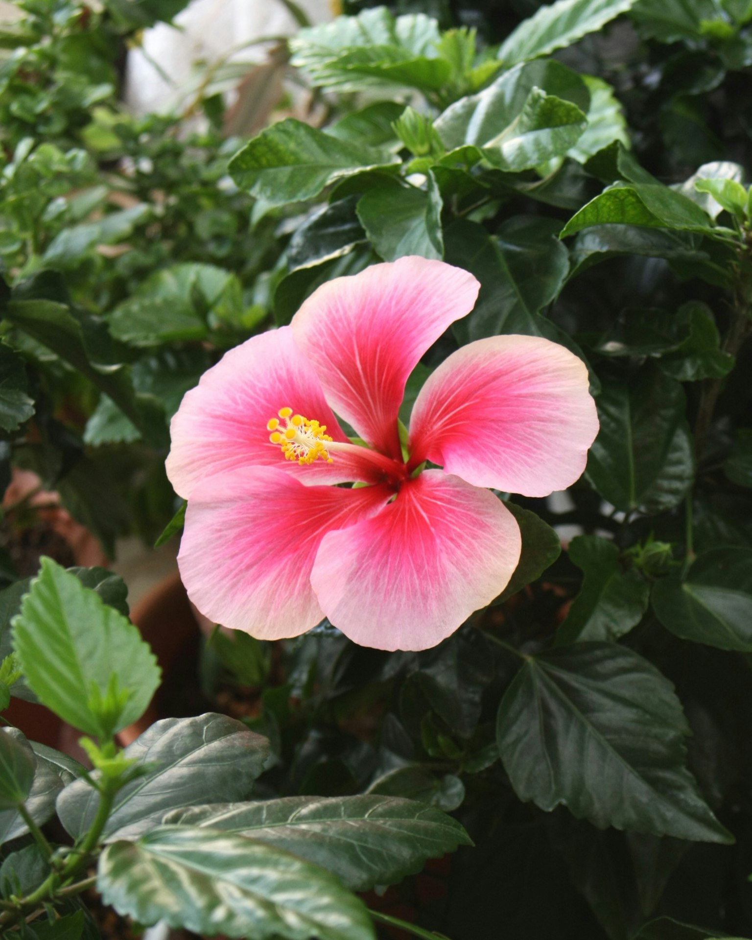 Lebendige rosa Hibiskusblüte mit grünen Blättern
