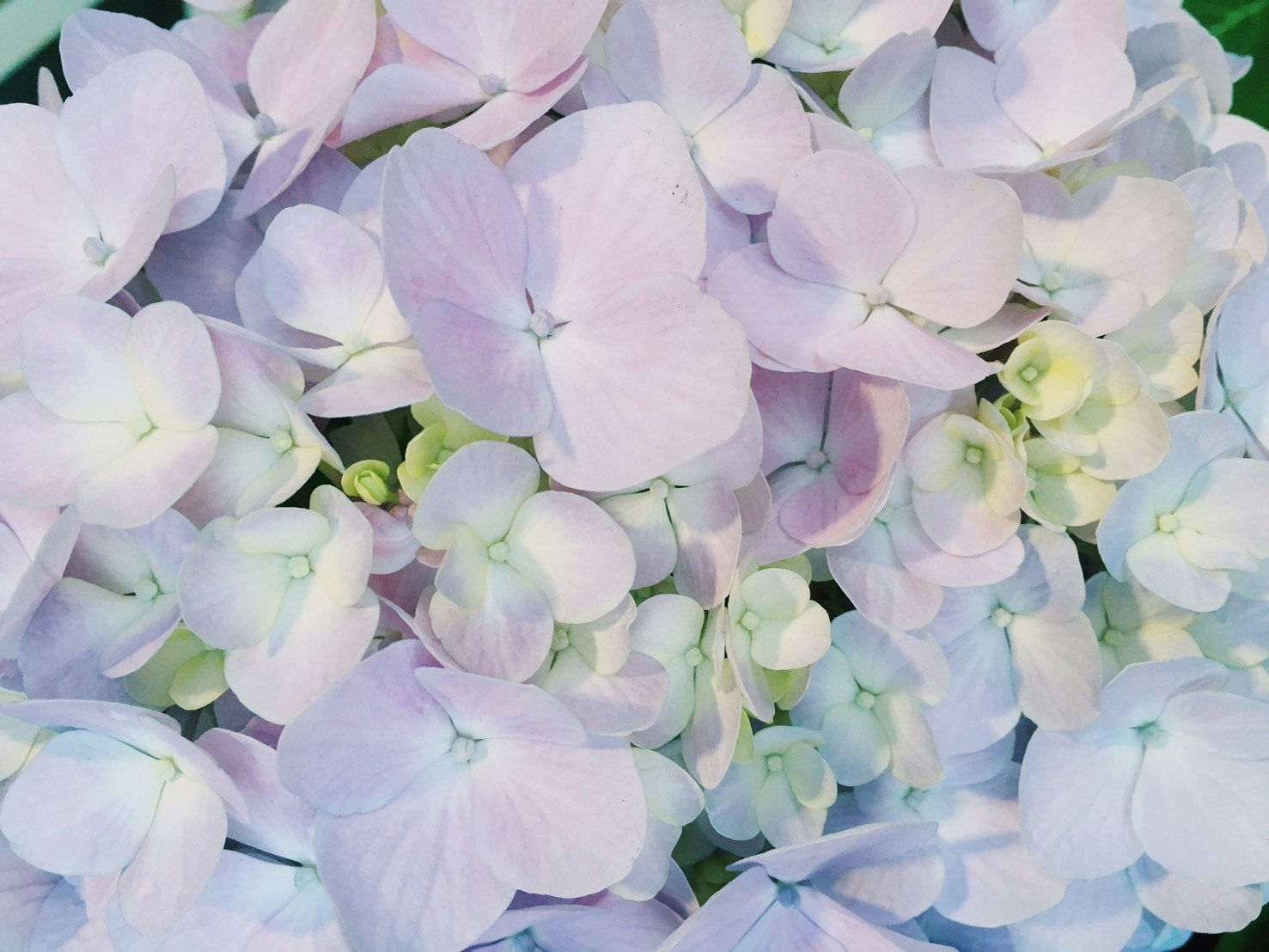 淡い色のアジサイの花びらが重なるクローズアップ