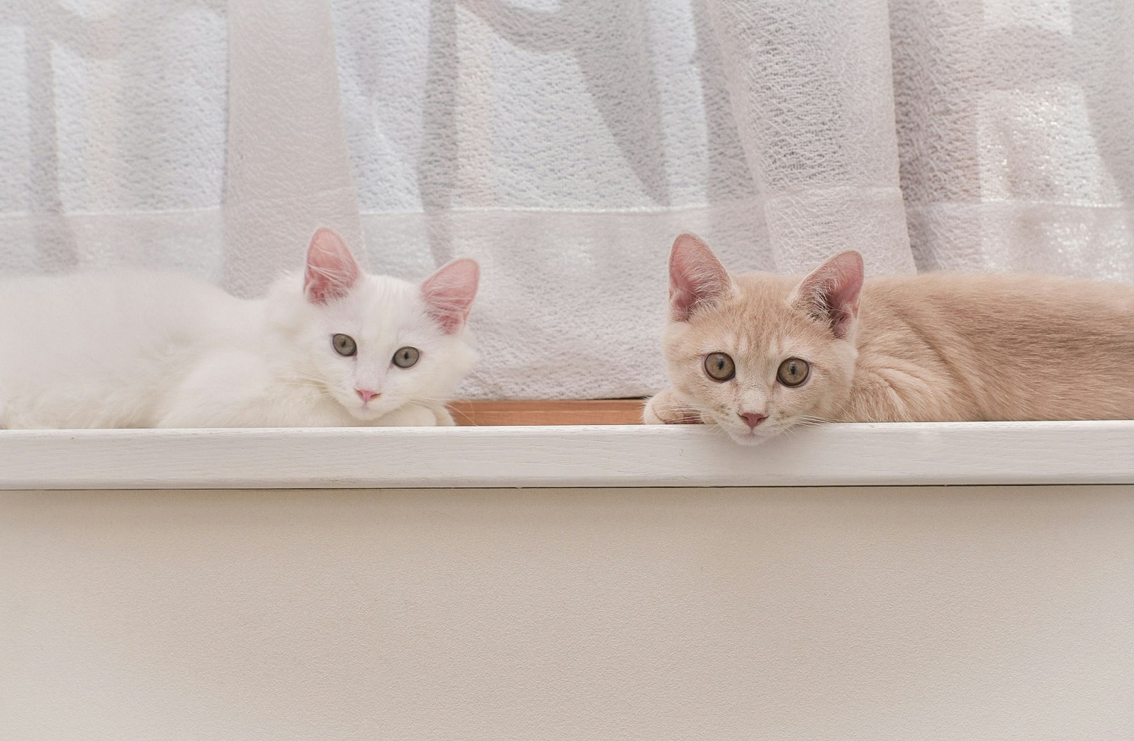 窓辺に並ぶ白猫と茶白猫の子猫