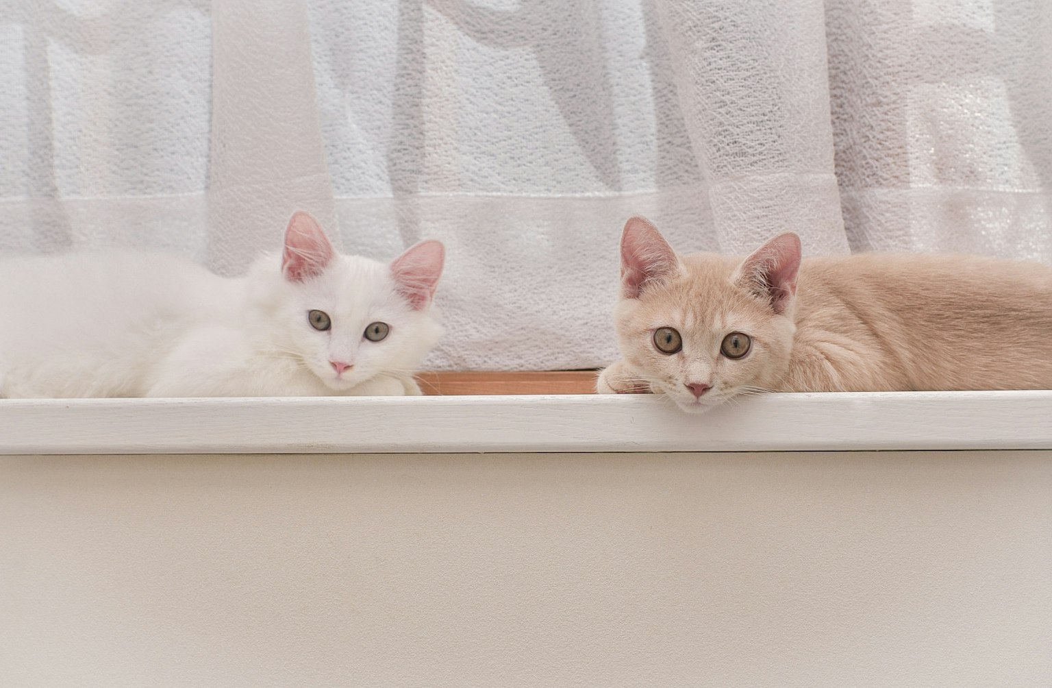Un gatto bianco e un gatto color crema sono sdraiati insieme dietro una tenda