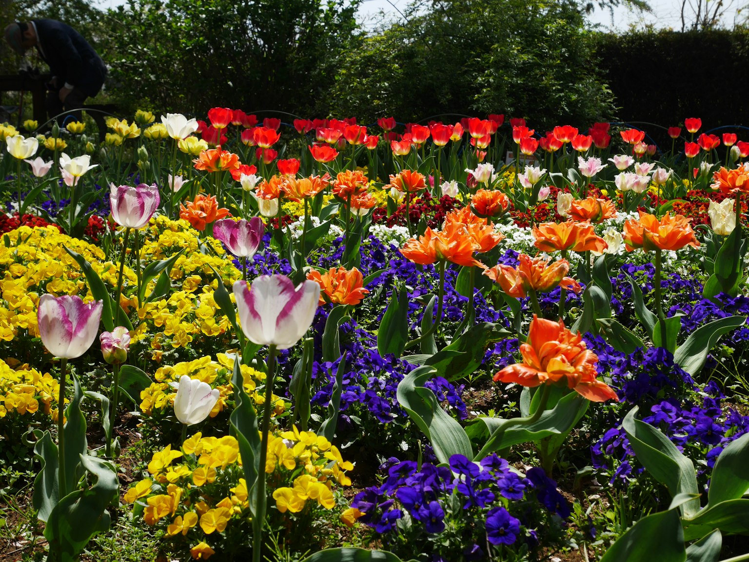 Giardino vibrante pieno di tulipani colorati e fiori