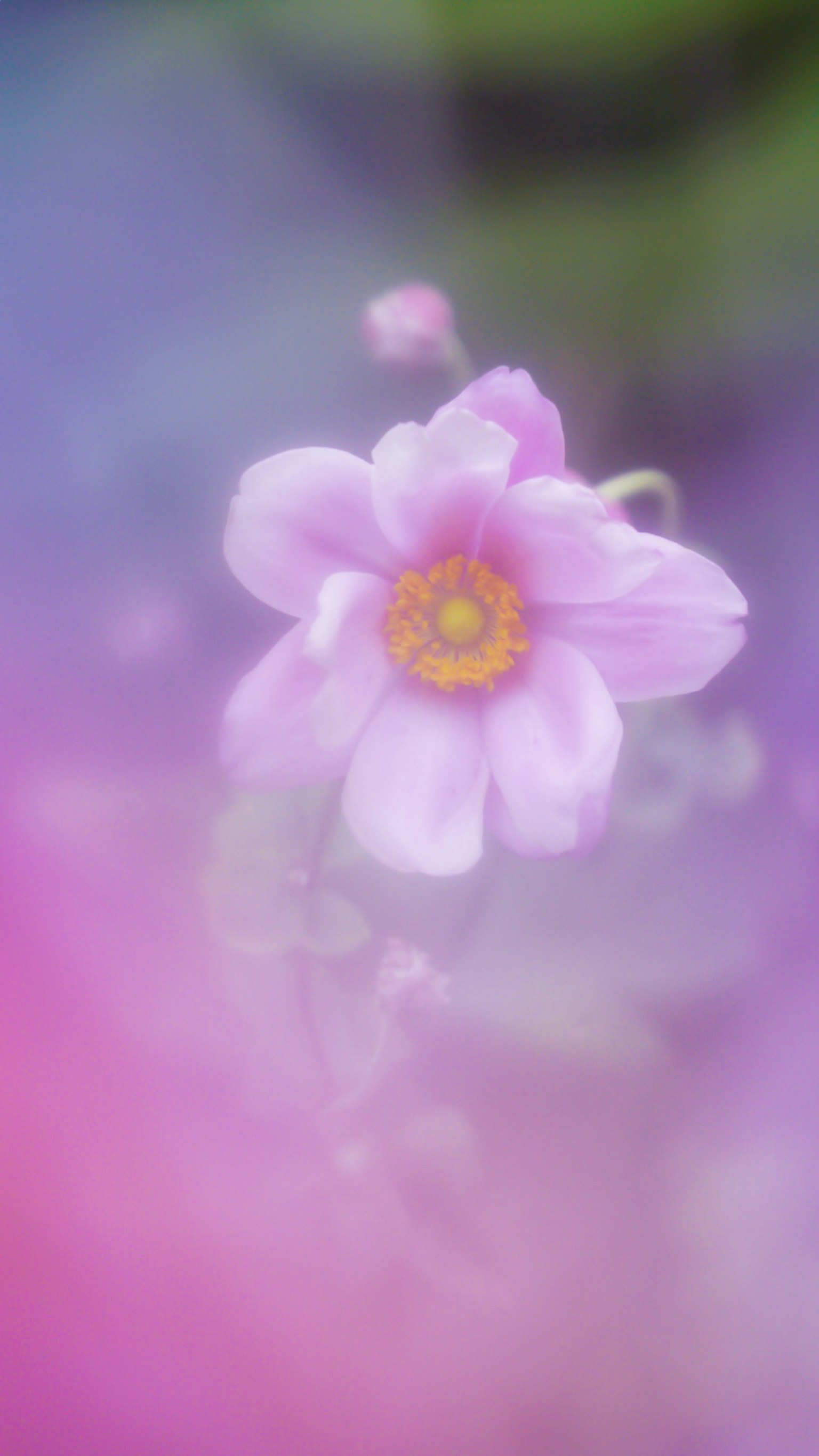 Eine sanfte rosa Blume im Fokus mit einem verschwommenen bunten Hintergrund