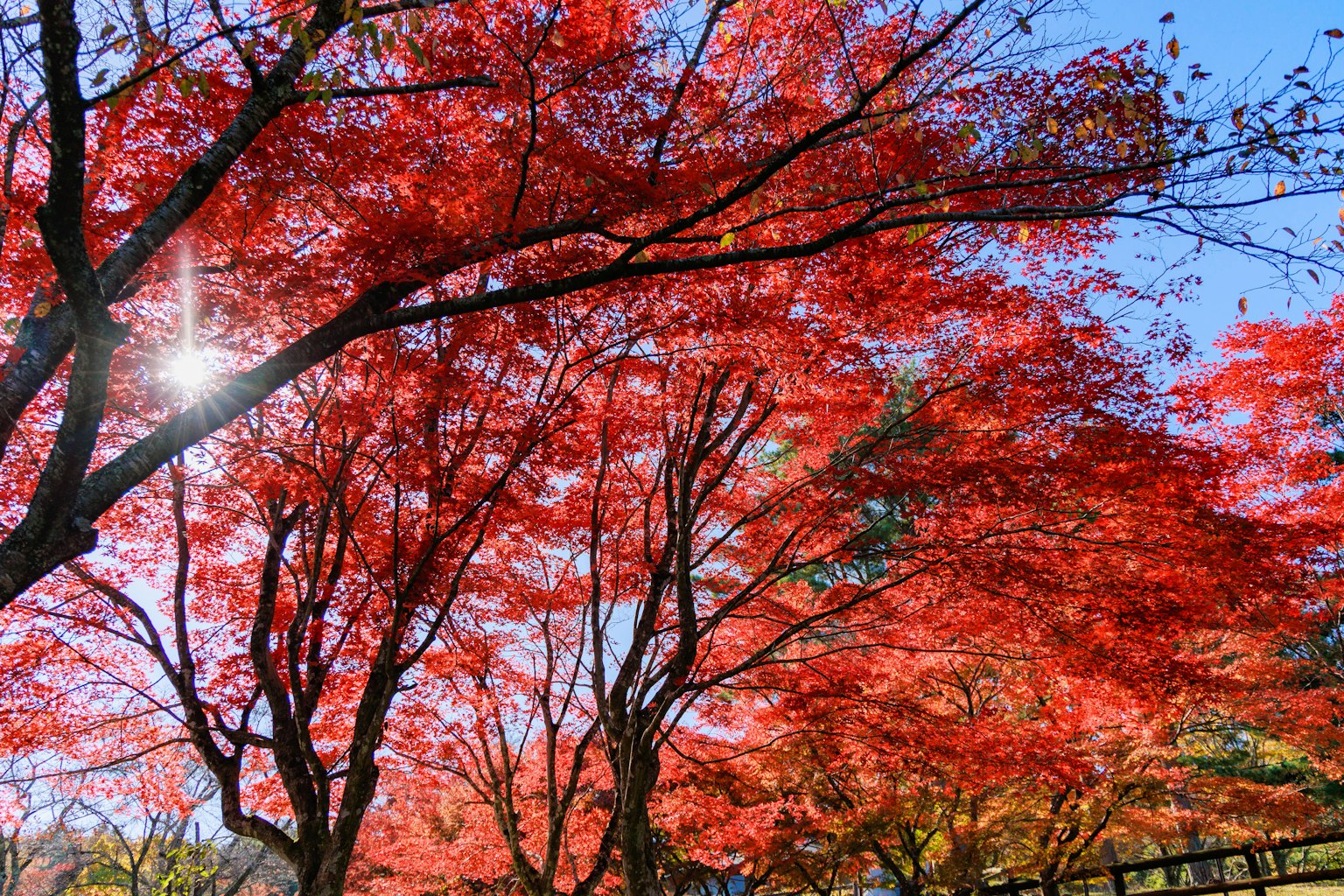 赤い紅葉が美しい木々と青い空の風景