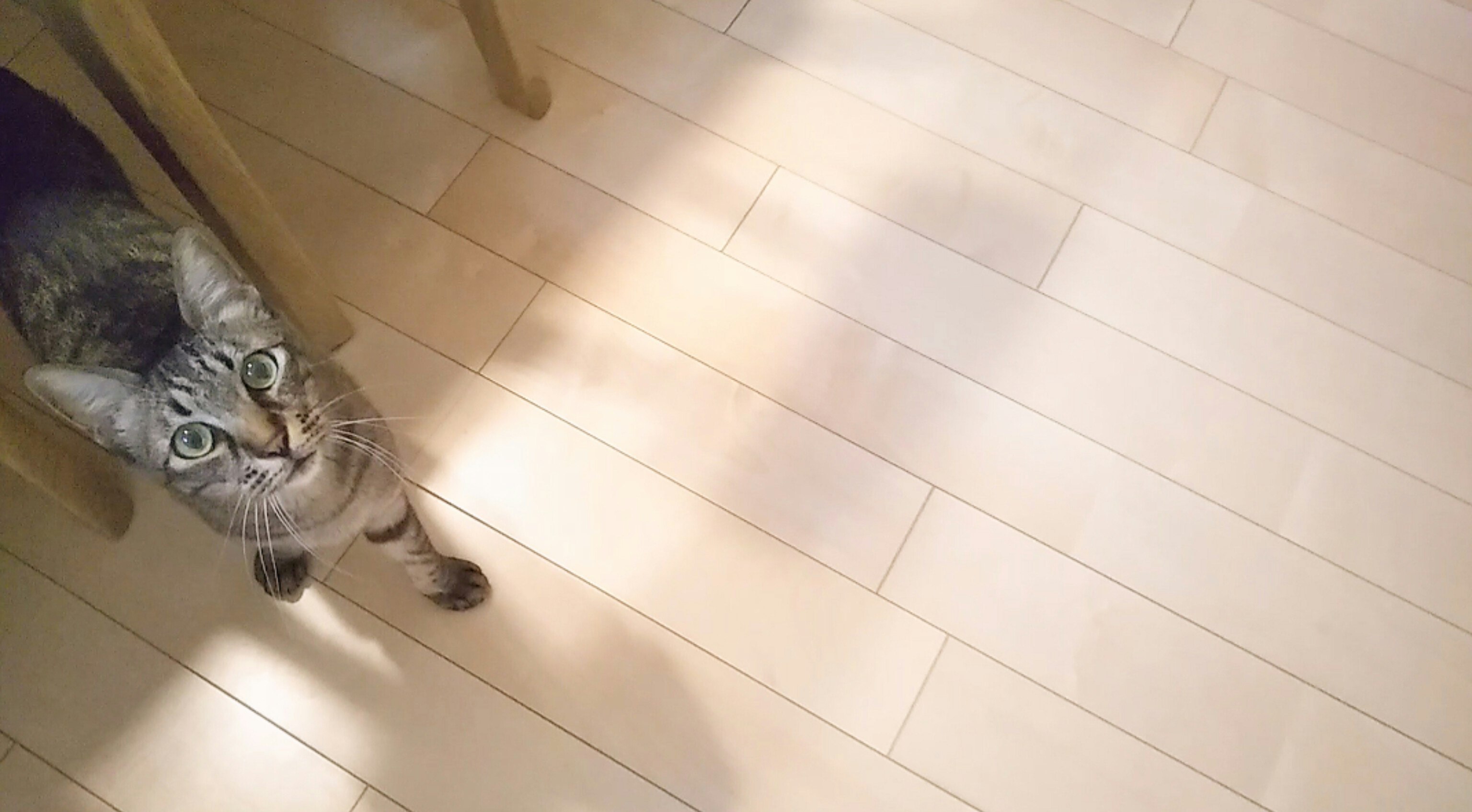 床の上を歩く猫