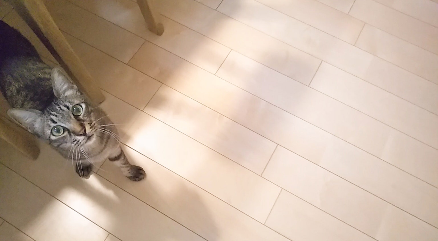Eine Katze, die in einem Raum neben einem Stuhl nach oben schaut