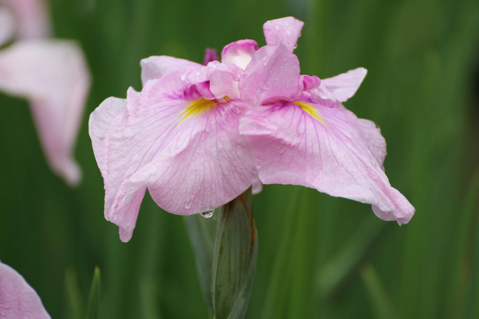 Eine zarte rosa Irisblume umgeben von grünen Blättern