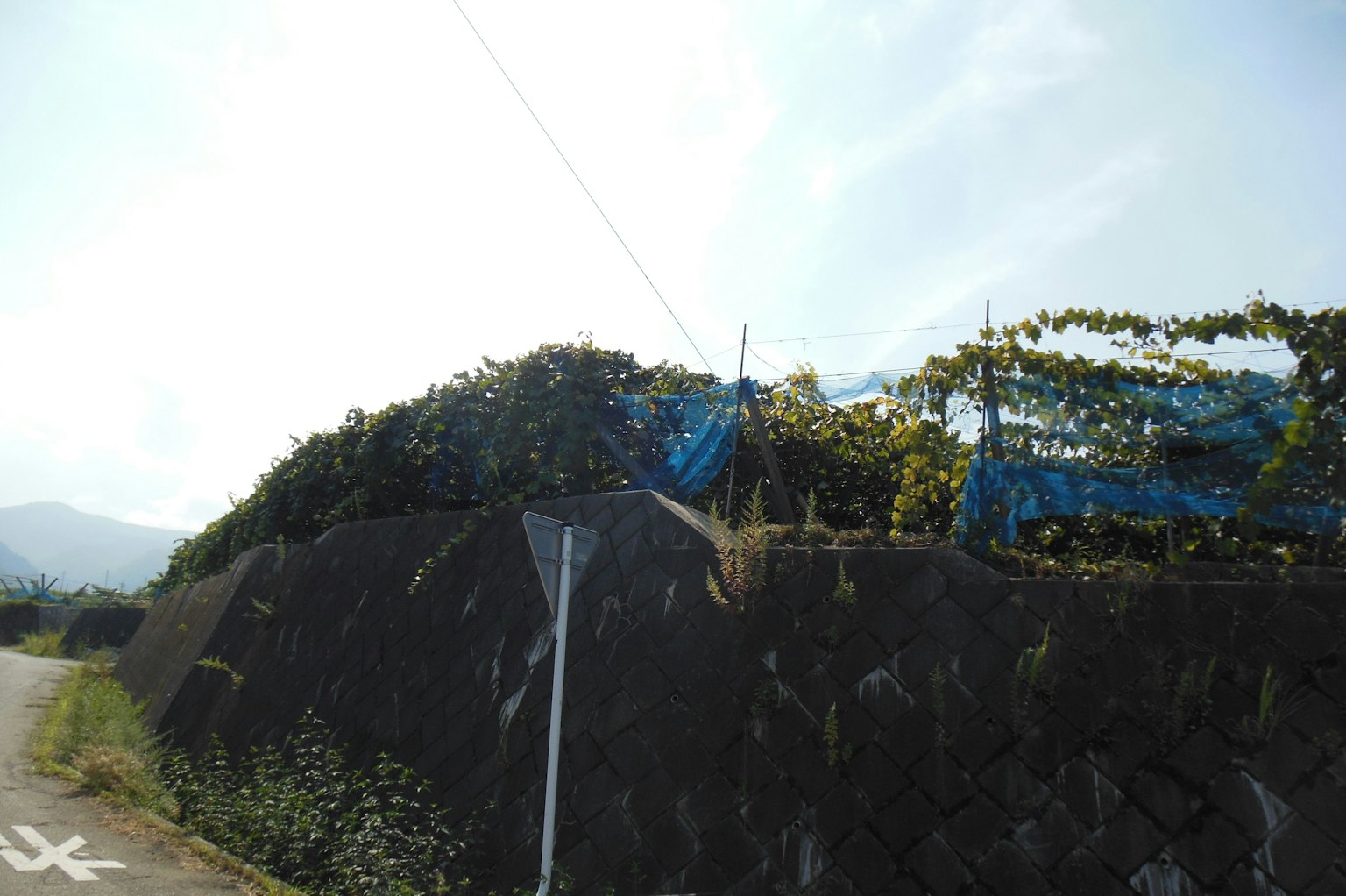 被藍色網覆蓋的山丘風景，背景有山