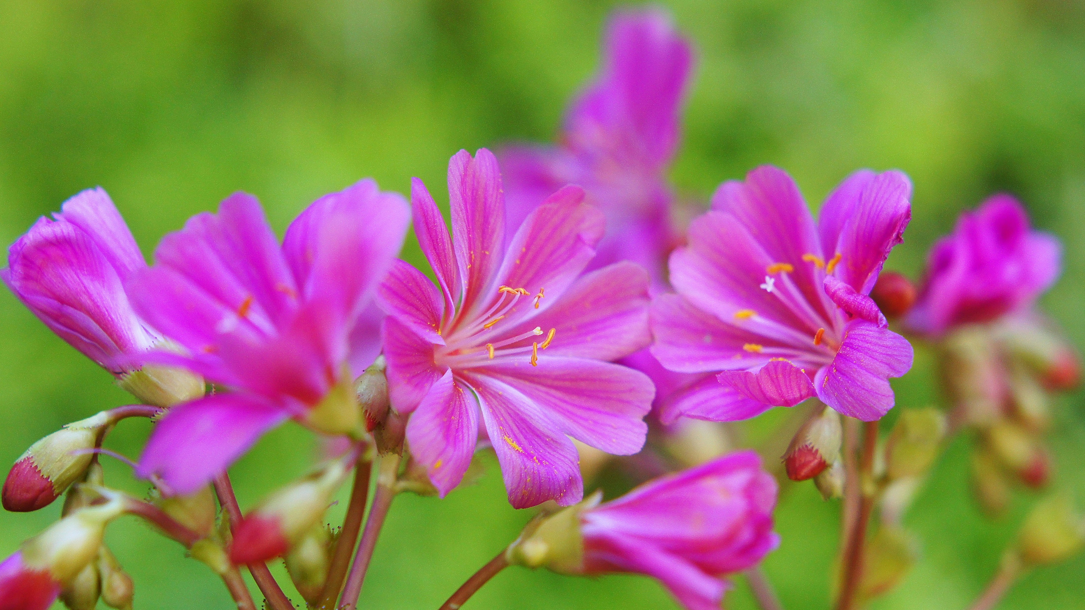ピンクの花が咲く花畑のような背景
