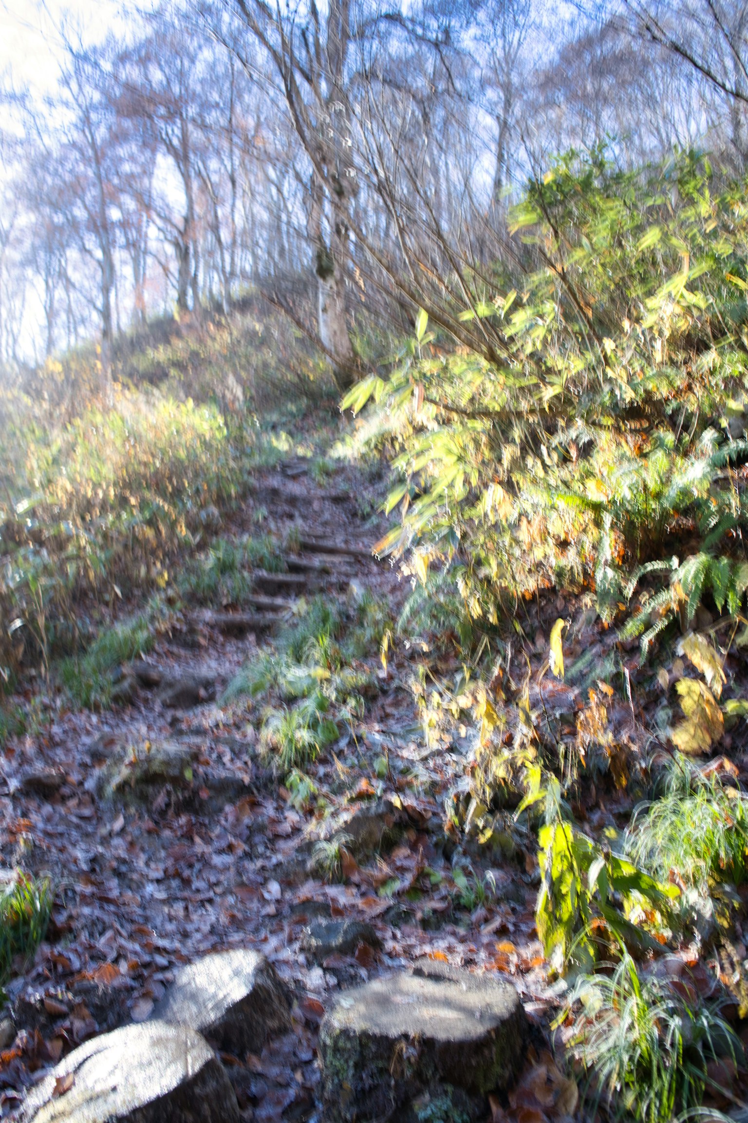 Un chemin pittoresque avec de la verdure recouverte de givre et des marches menant vers le haut