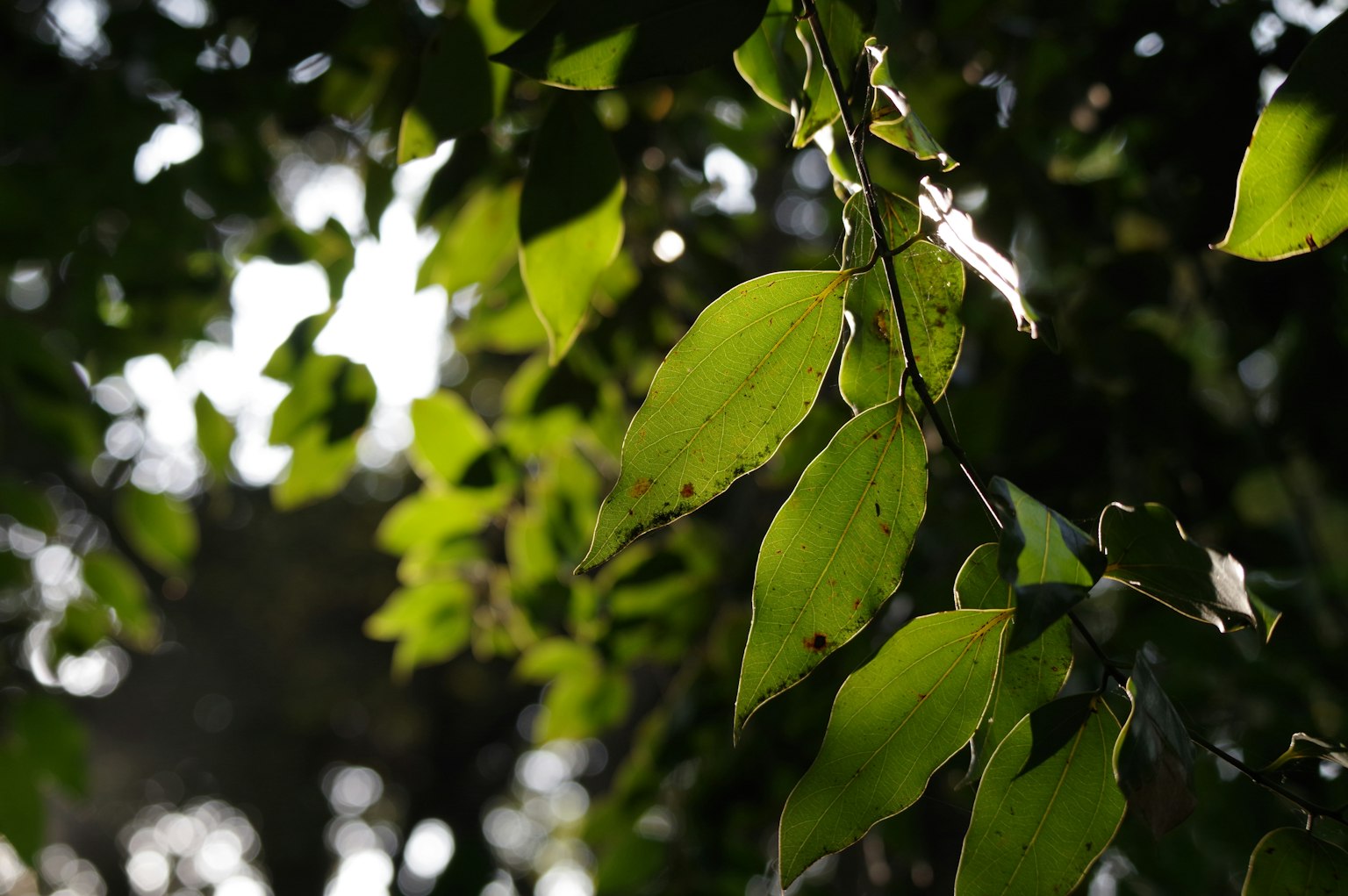 Green leaves illuminated by sunlight