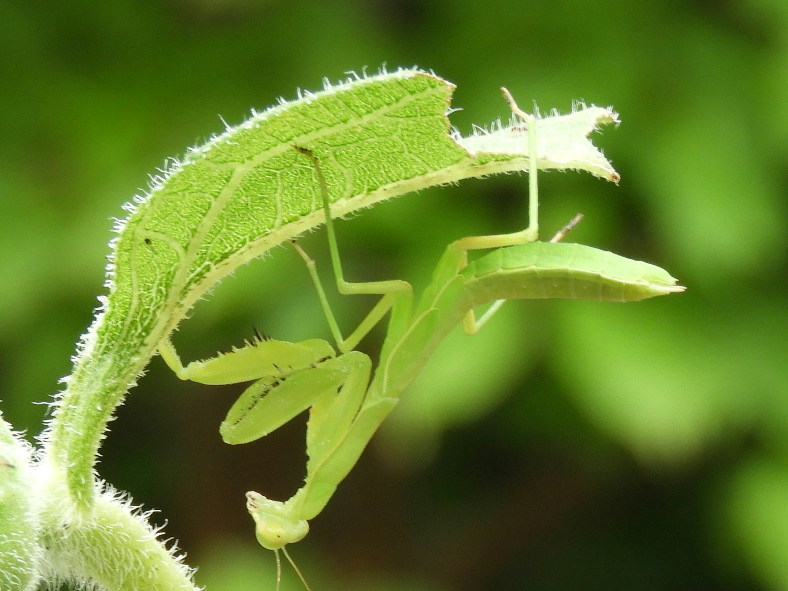 緑の葉に逆さまのカマキリがとまる昆虫の接写