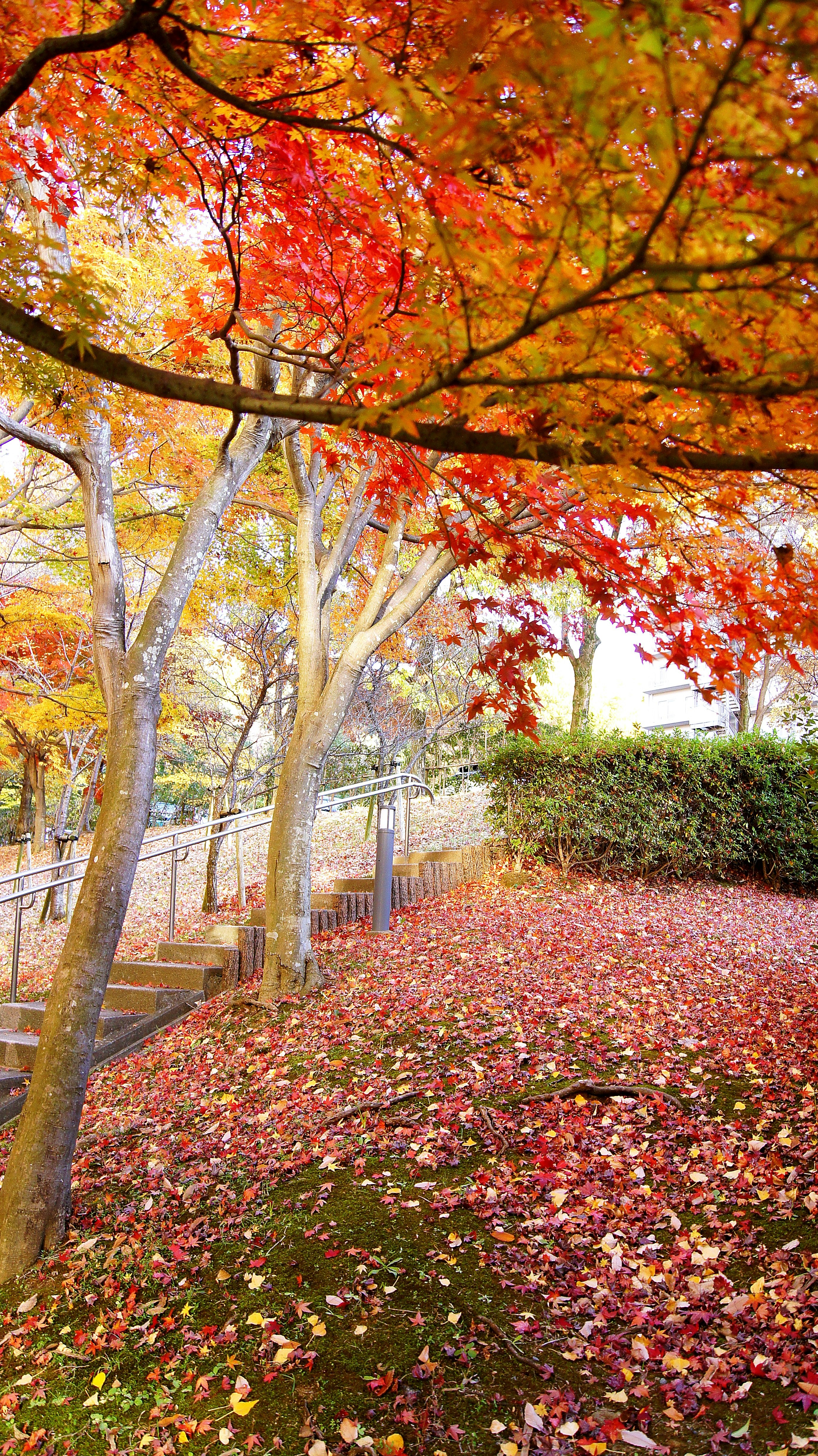 紅葉の庭園で落ち葉の小道を彩るモミジの木々