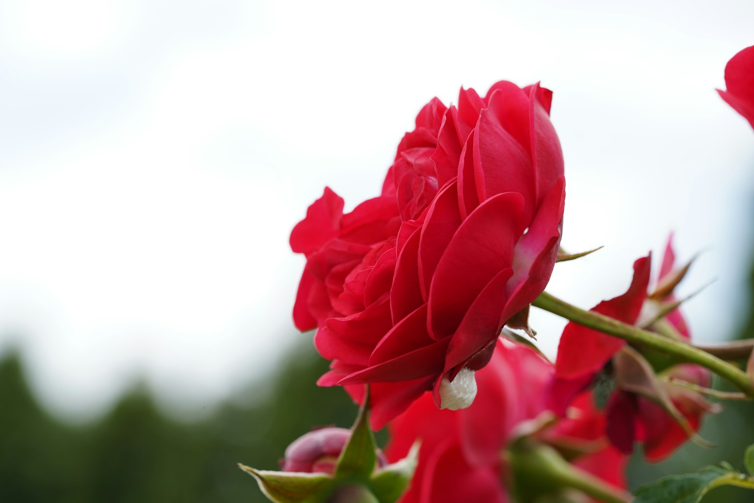 Flor de rosa roja vibrante en plena floración en una hermosa imagen