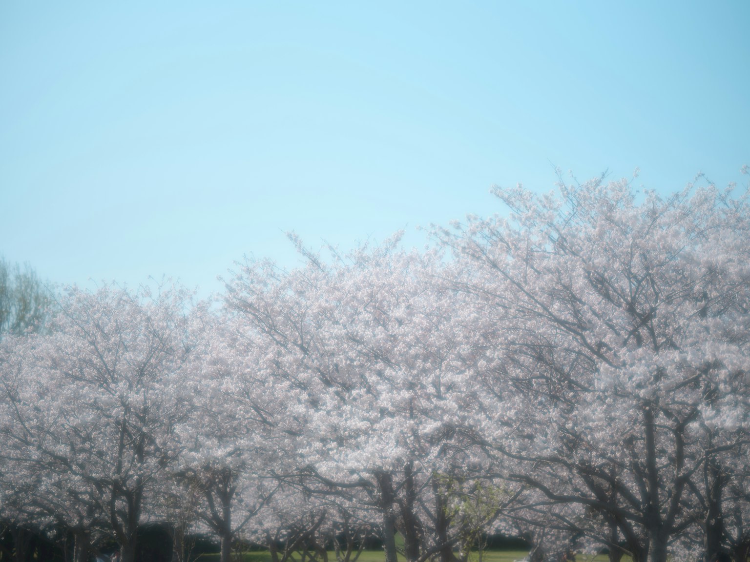 Cherry blossom trees in bloom under a clear blue sky