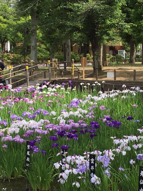 花壇の紫と白のアイリスが咲く公園の並木道