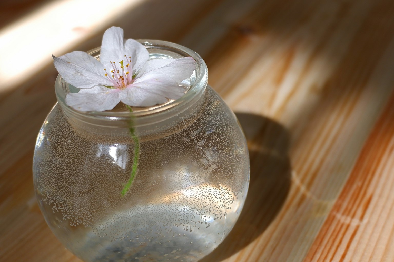 Eine Glas-Schüssel mit Wasser und einer schwimmenden Kirschblüte