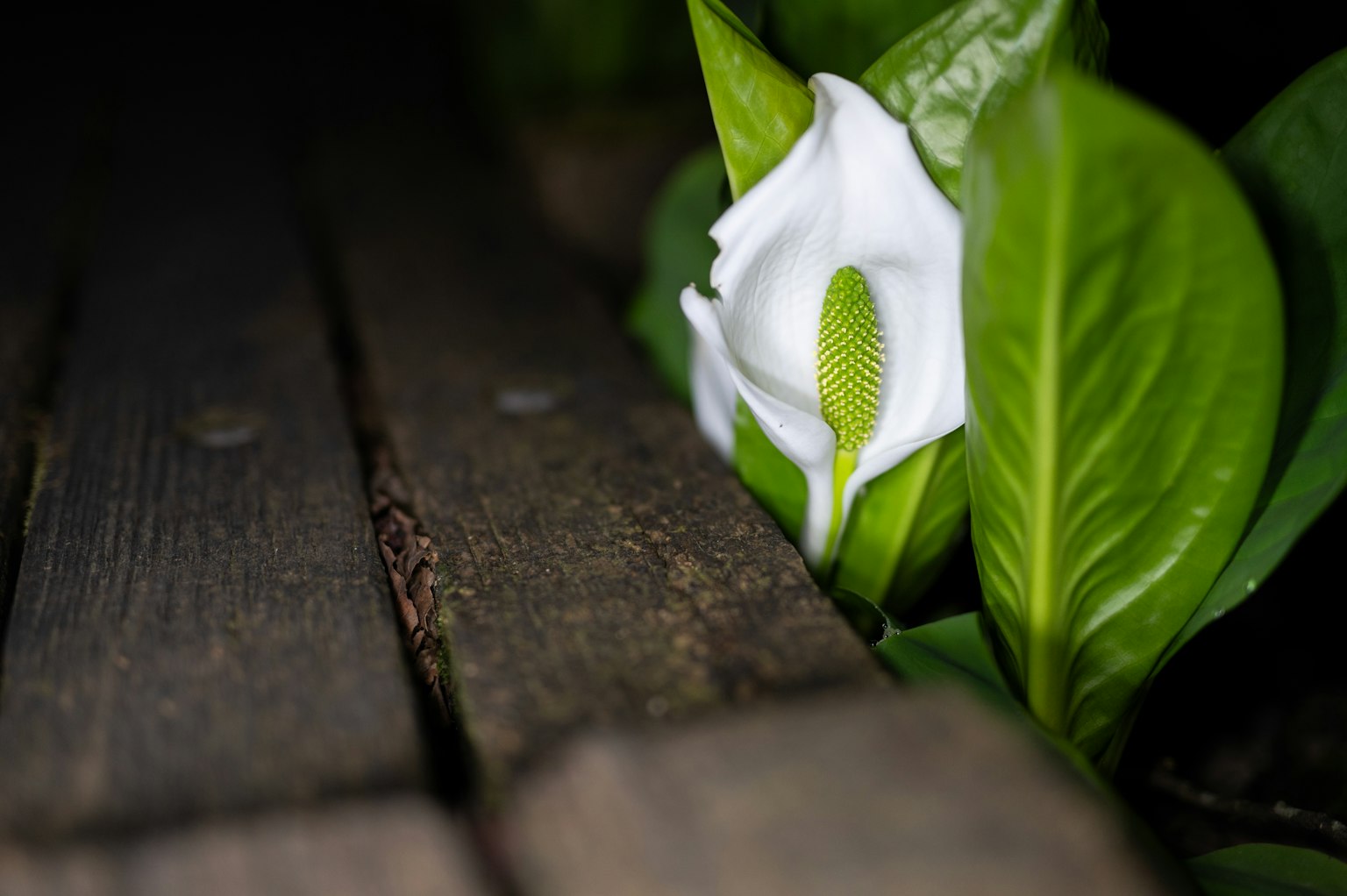 Gros plan d'une fleur blanche et de feuilles vertes à côté d'un banc en bois dans une faible lumière