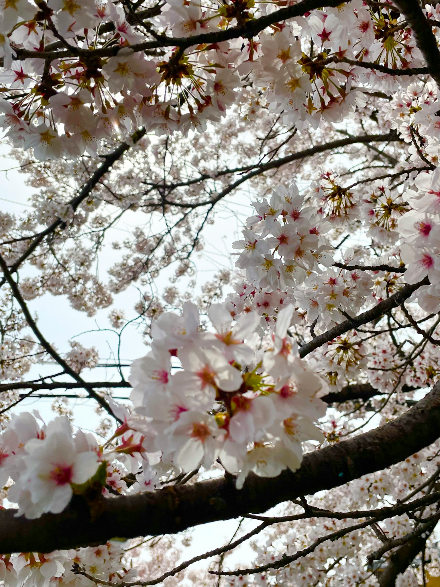 Vista desde abajo de las ramas de un cerezo en flor