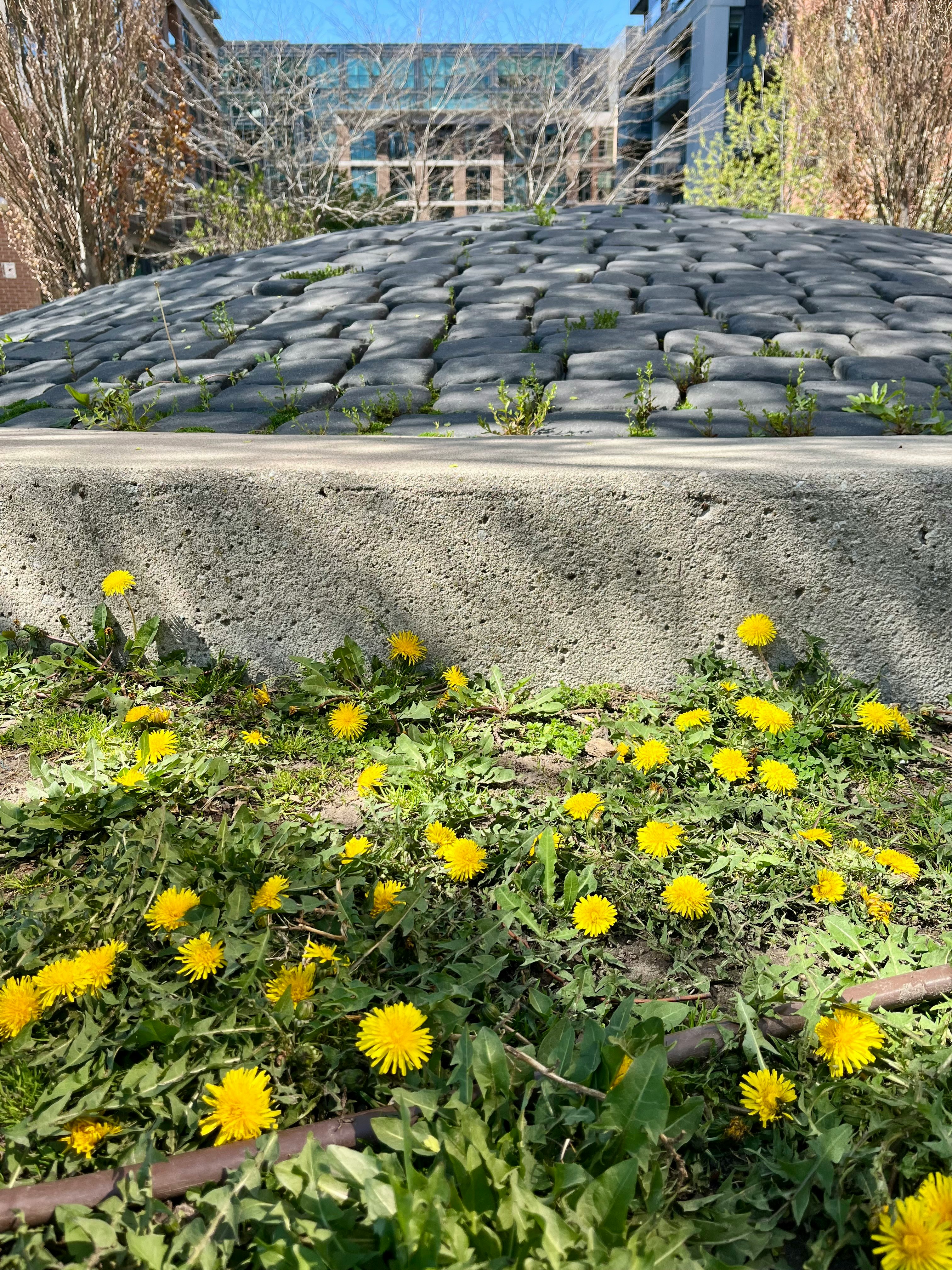 花壇のタンポポと屋外の石積みの壁