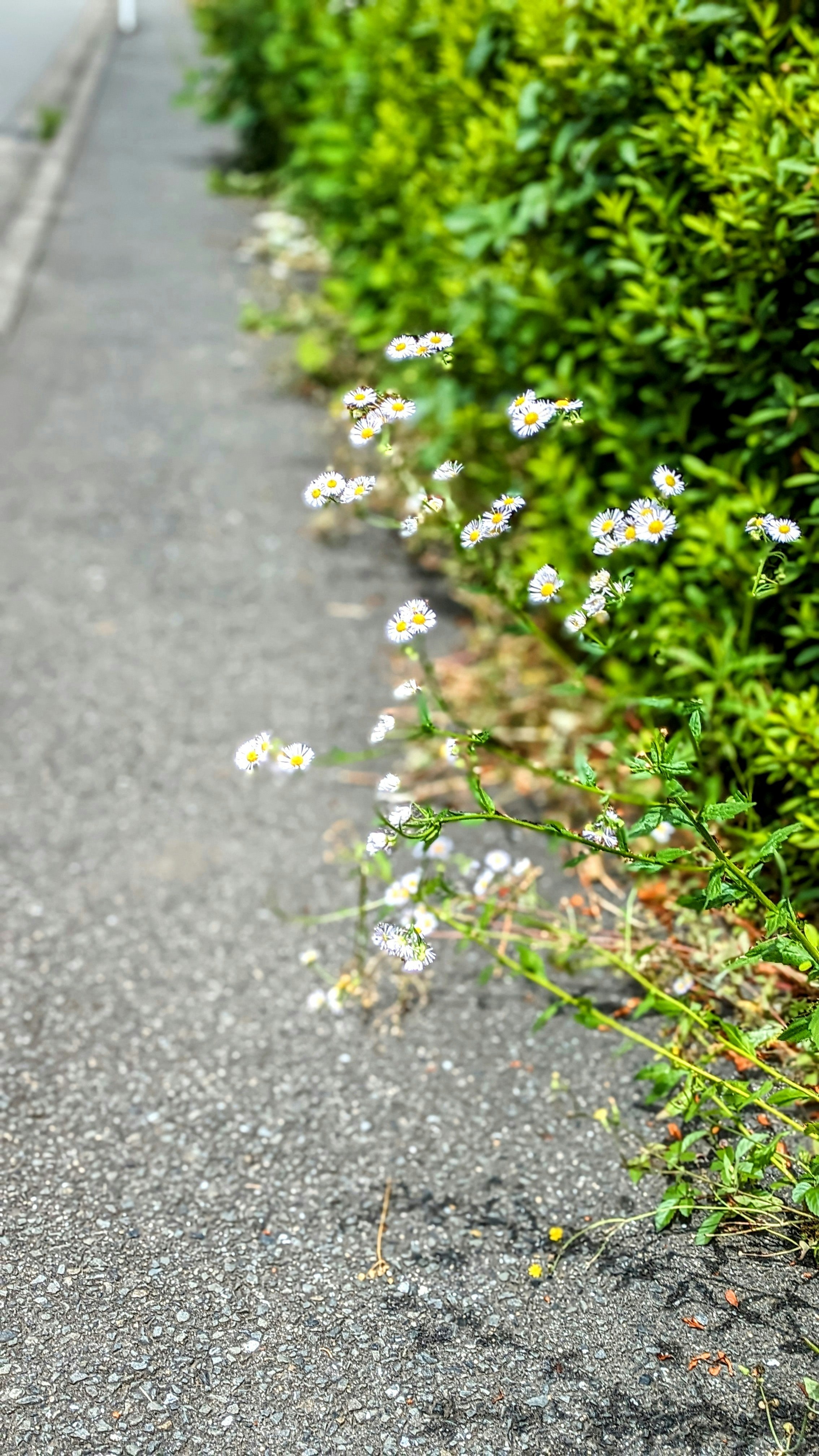 道端のヒメジョオンが咲く歩道の縁