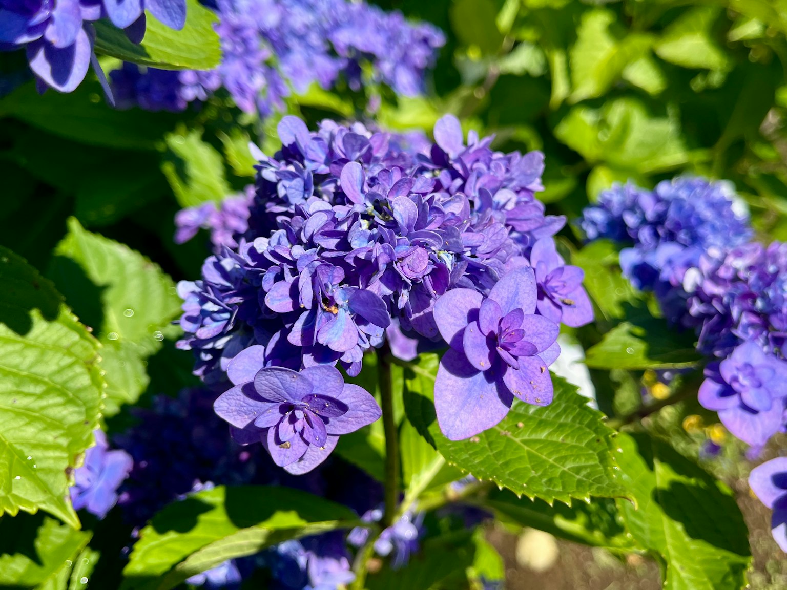 Primo piano di fiori viola in fiore circondati da foglie verdi