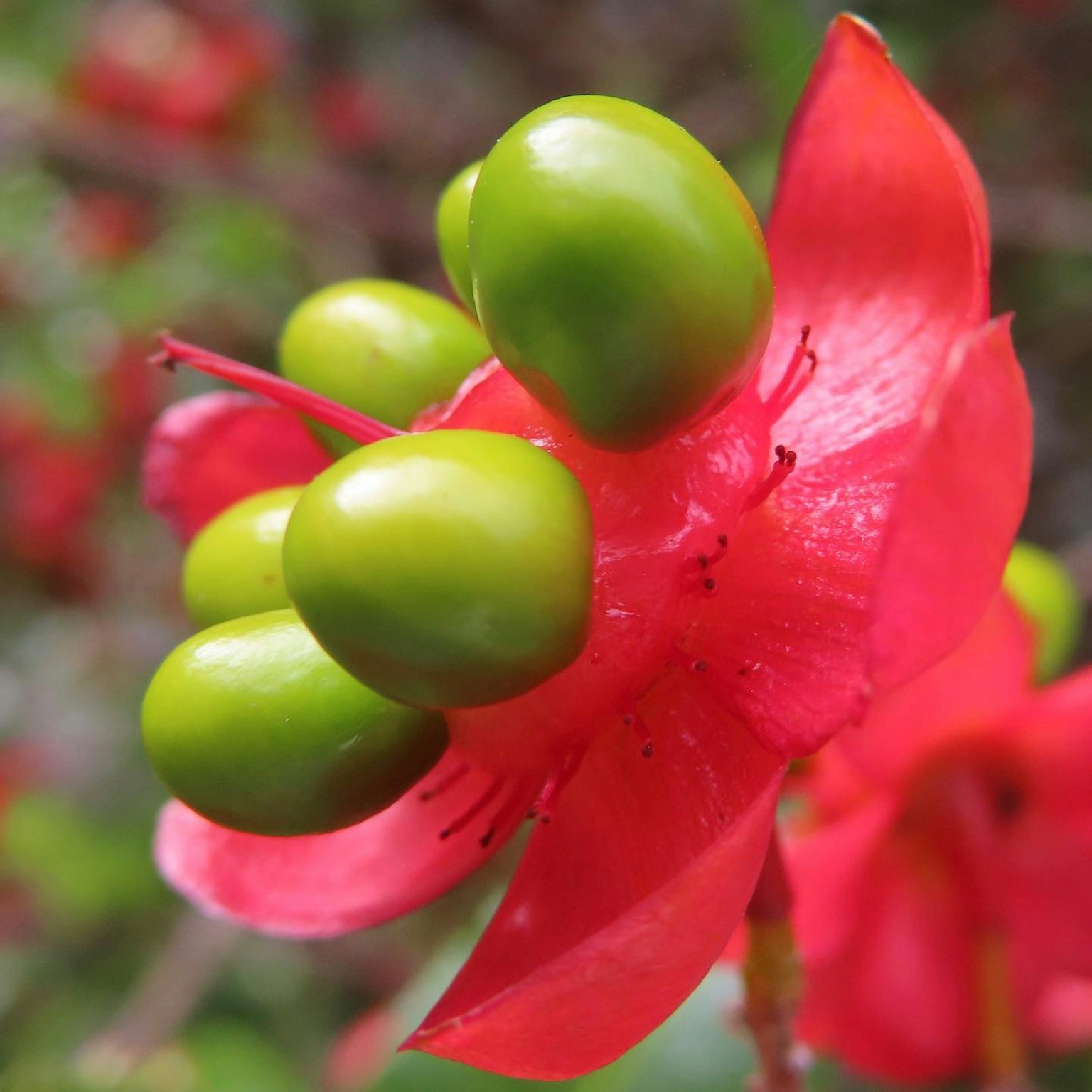 Gros plan d'une plante avec des fleurs rouges et des fruits verts