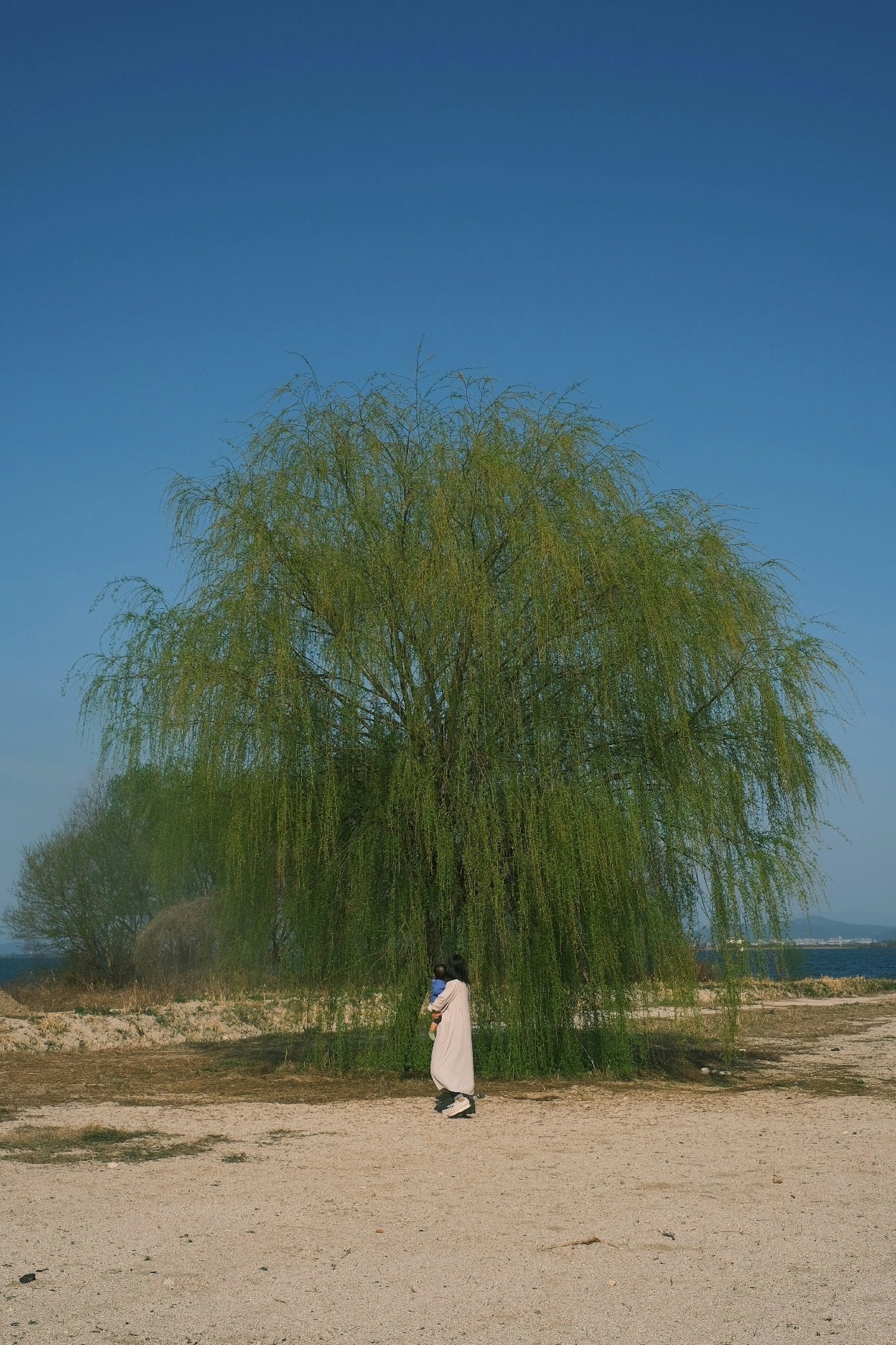 Un grand saule sous un ciel bleu avec une personne à proximité