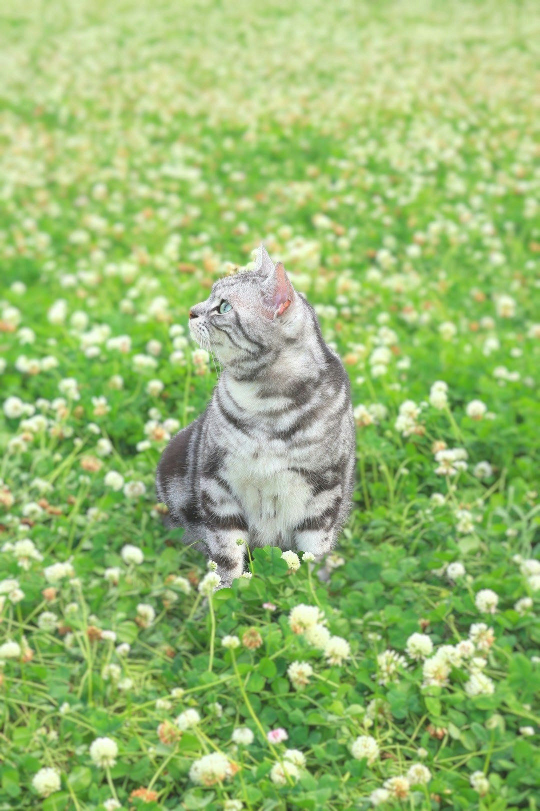 堺市・大仙公園の白詰草畑で座る猫