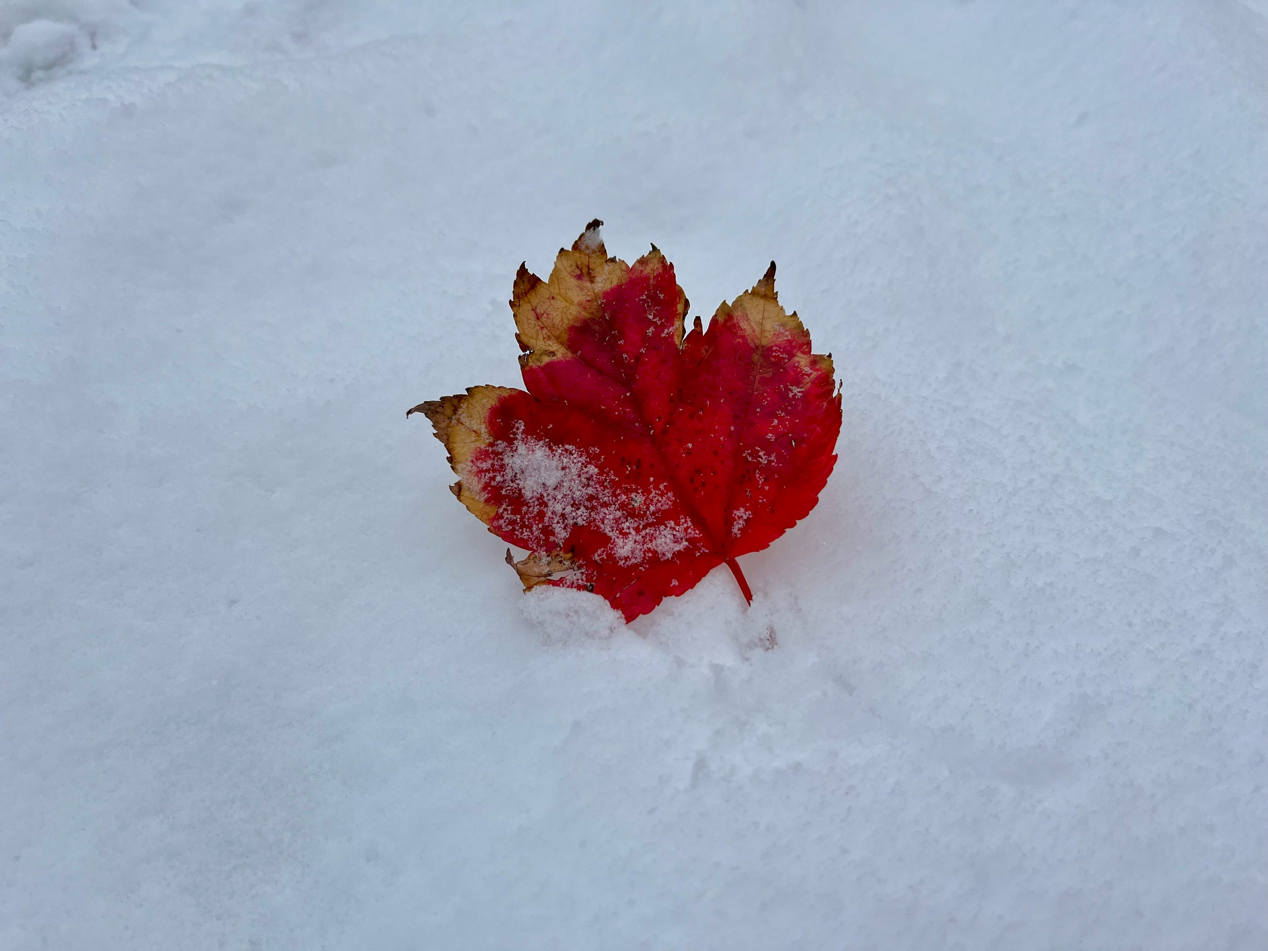 雪の上に落ちた赤いカエデの葉