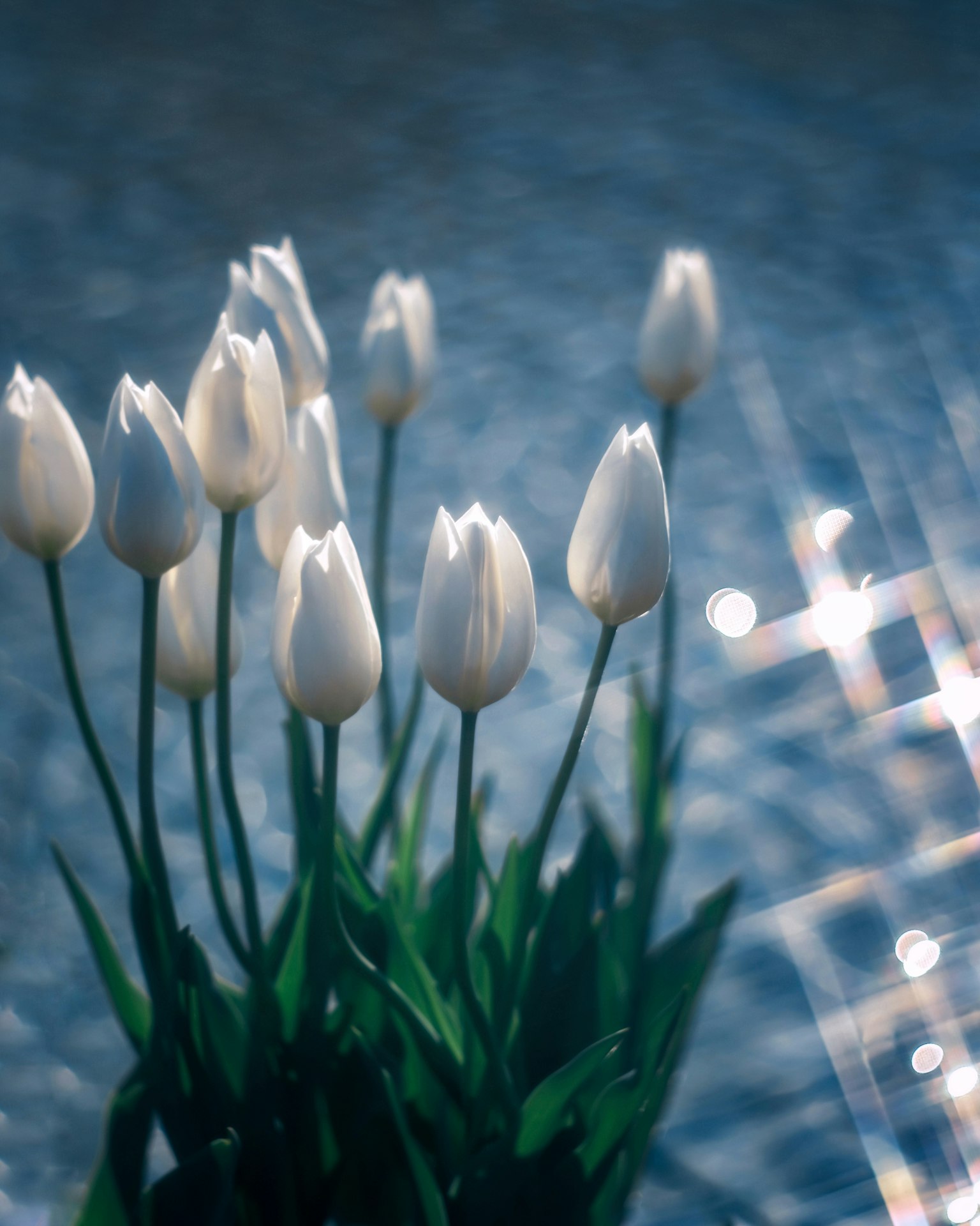 A bouquet of white tulips glistening above a reflective surface