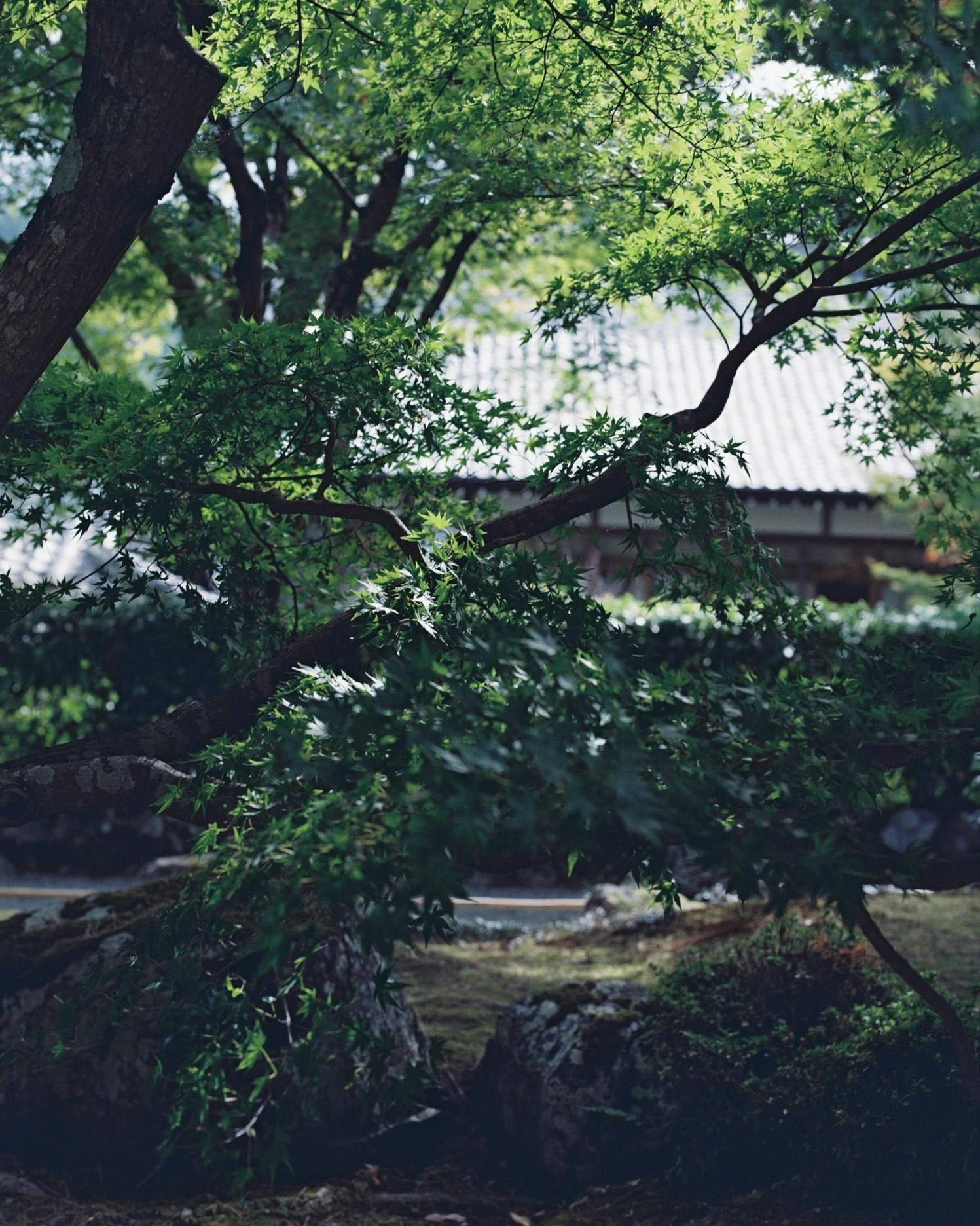 garden trees with leafy branches and a traditional roof in view