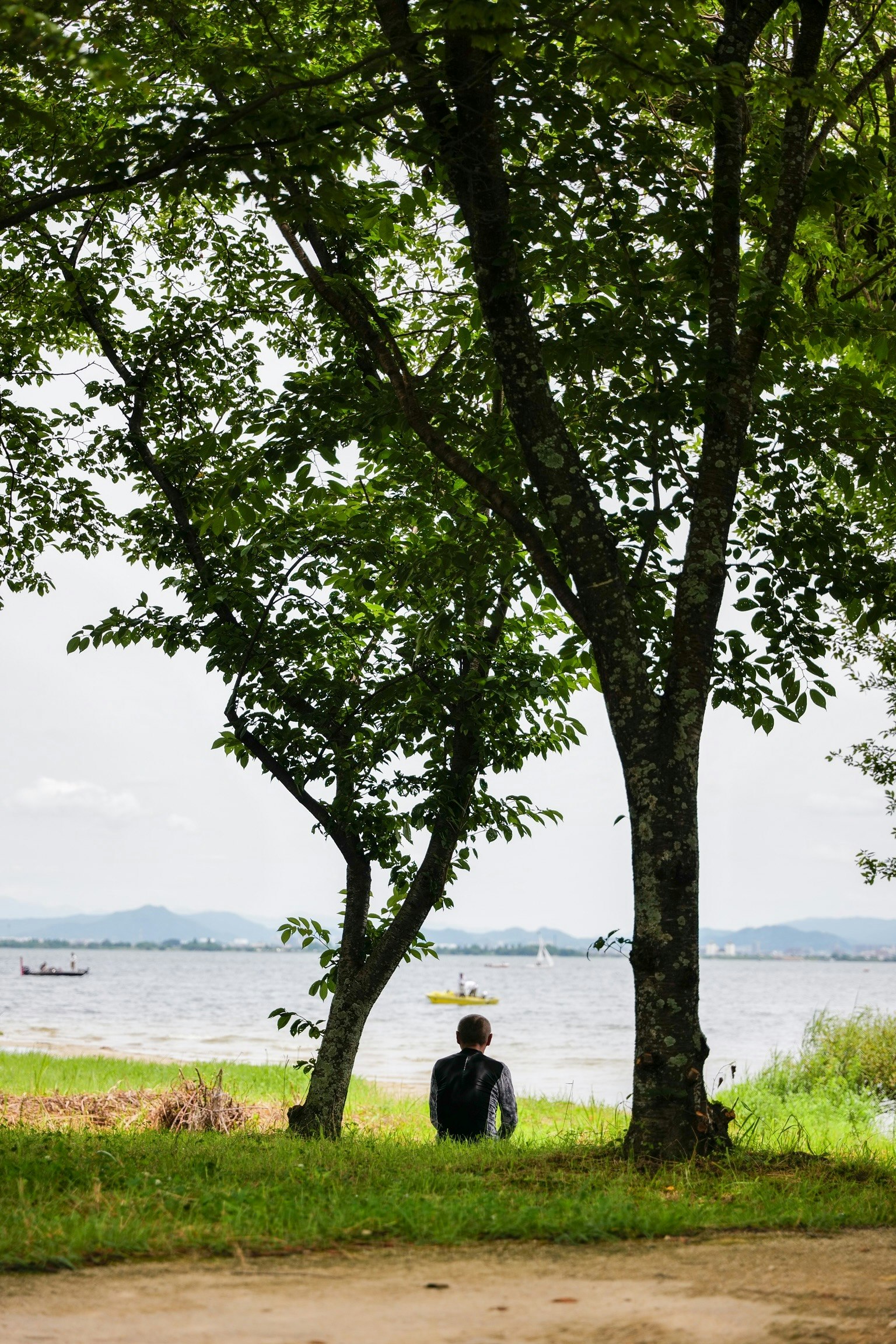 a person sitting under a tree on a lakeside lawn