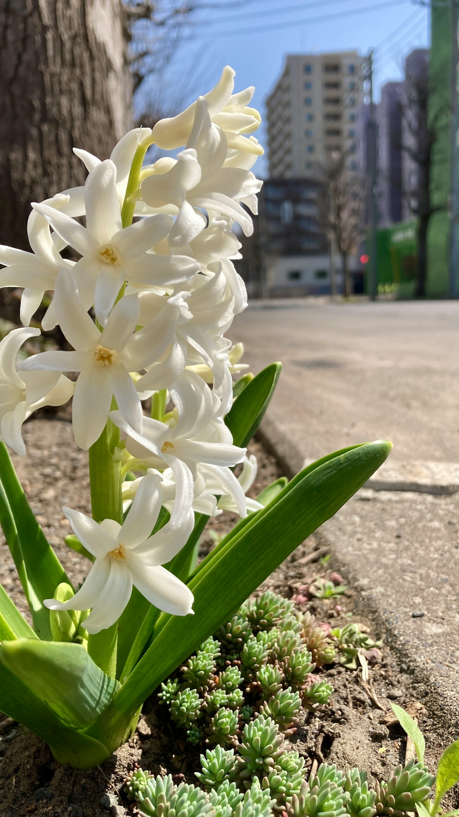 Nahaufnahme von weißen Blumen mit grünen Blättern in einer Parklandschaft