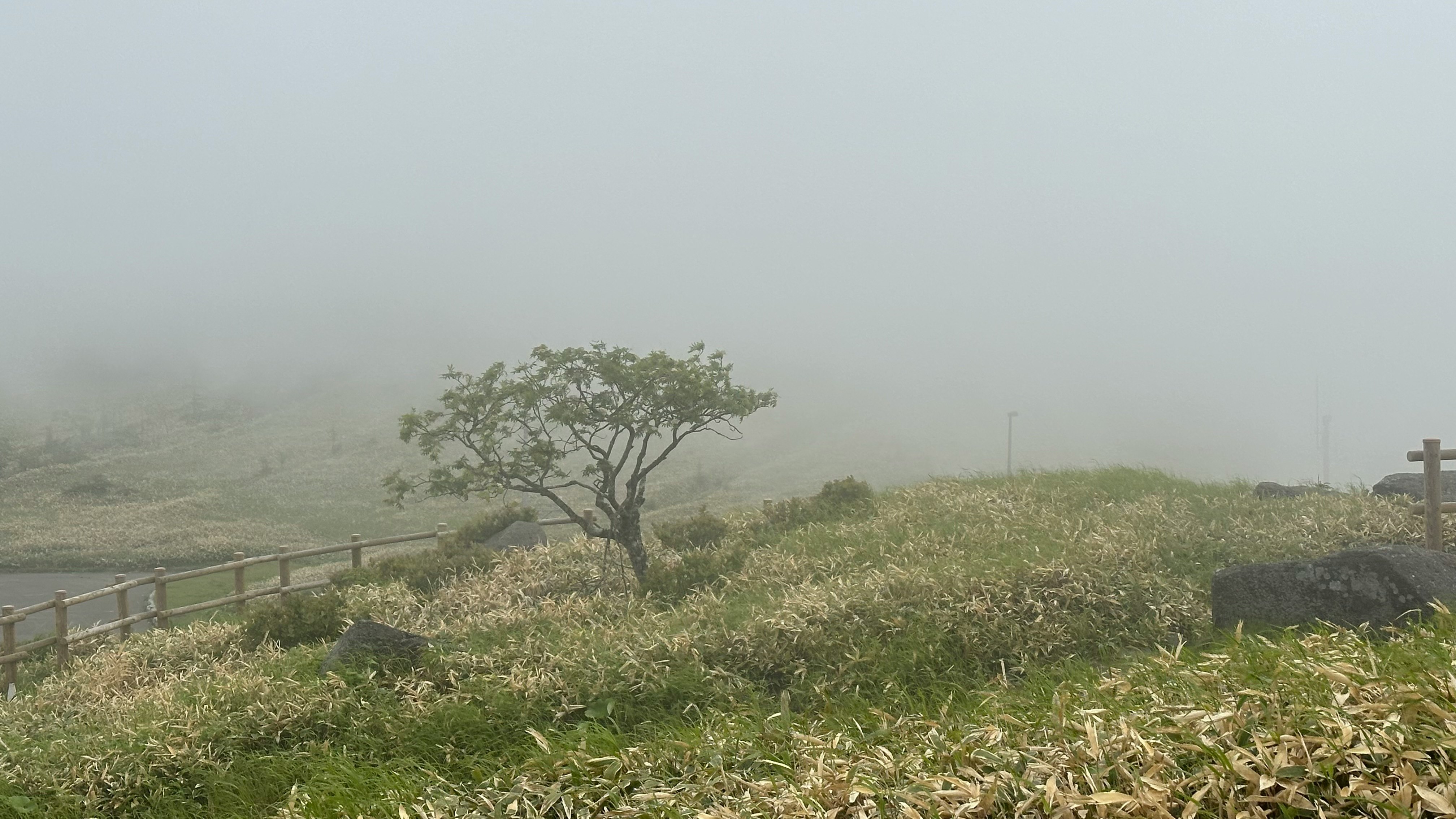 霧のかかった丘陵の草地と木々の風景