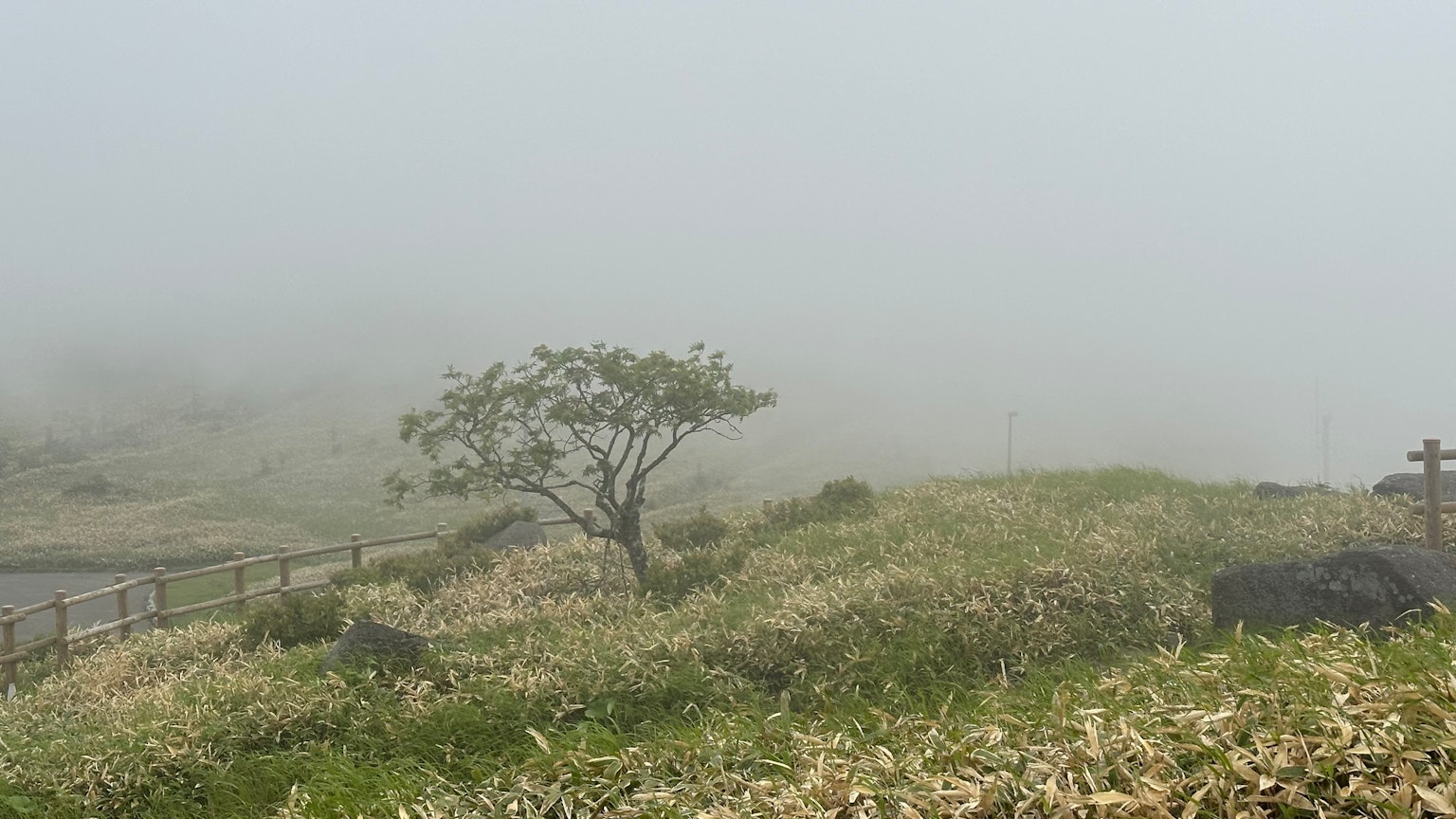 Lonely tree in a fog-covered landscape with green grass
