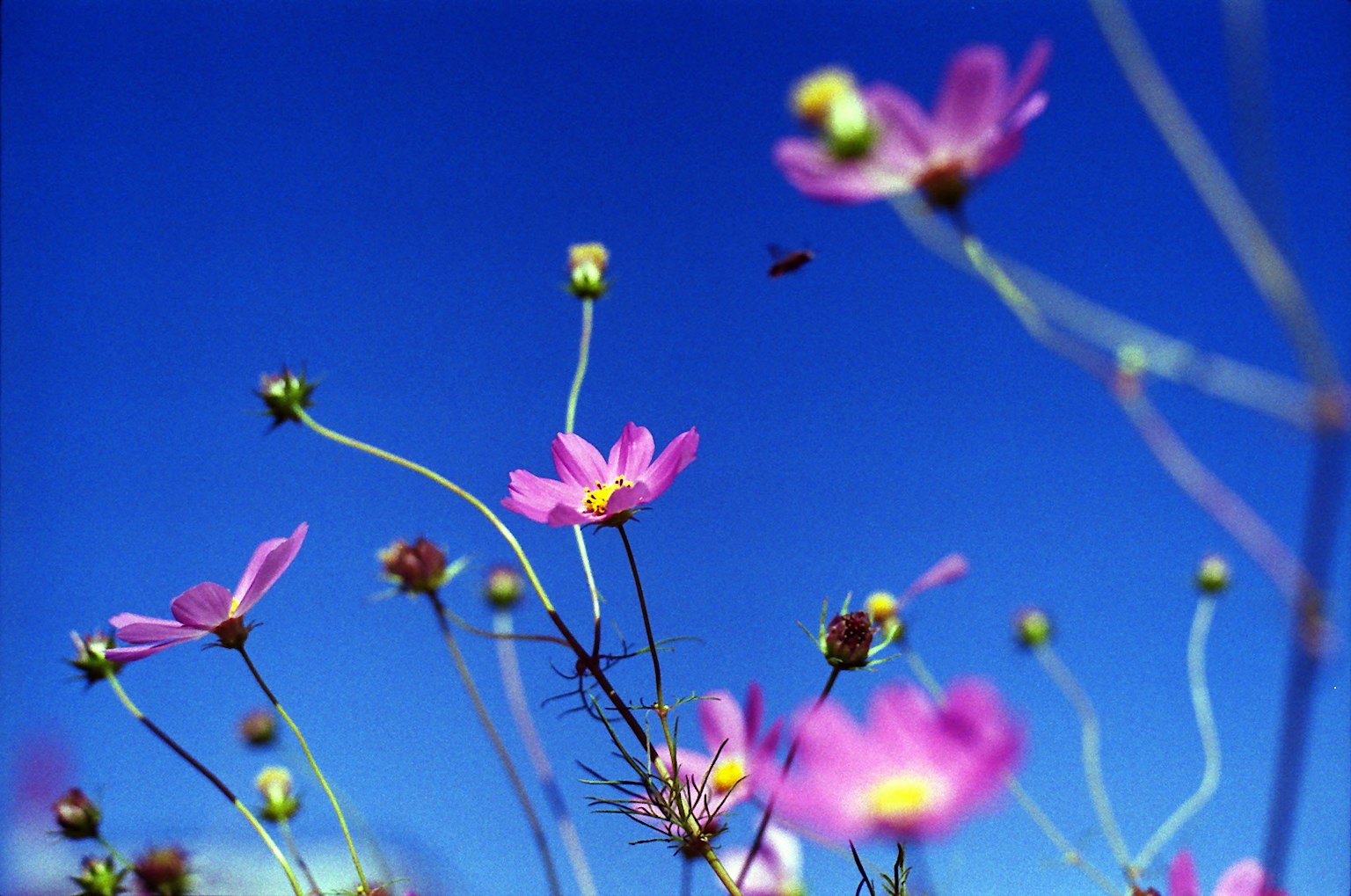 Pink flowers with slender stems against a blue sky