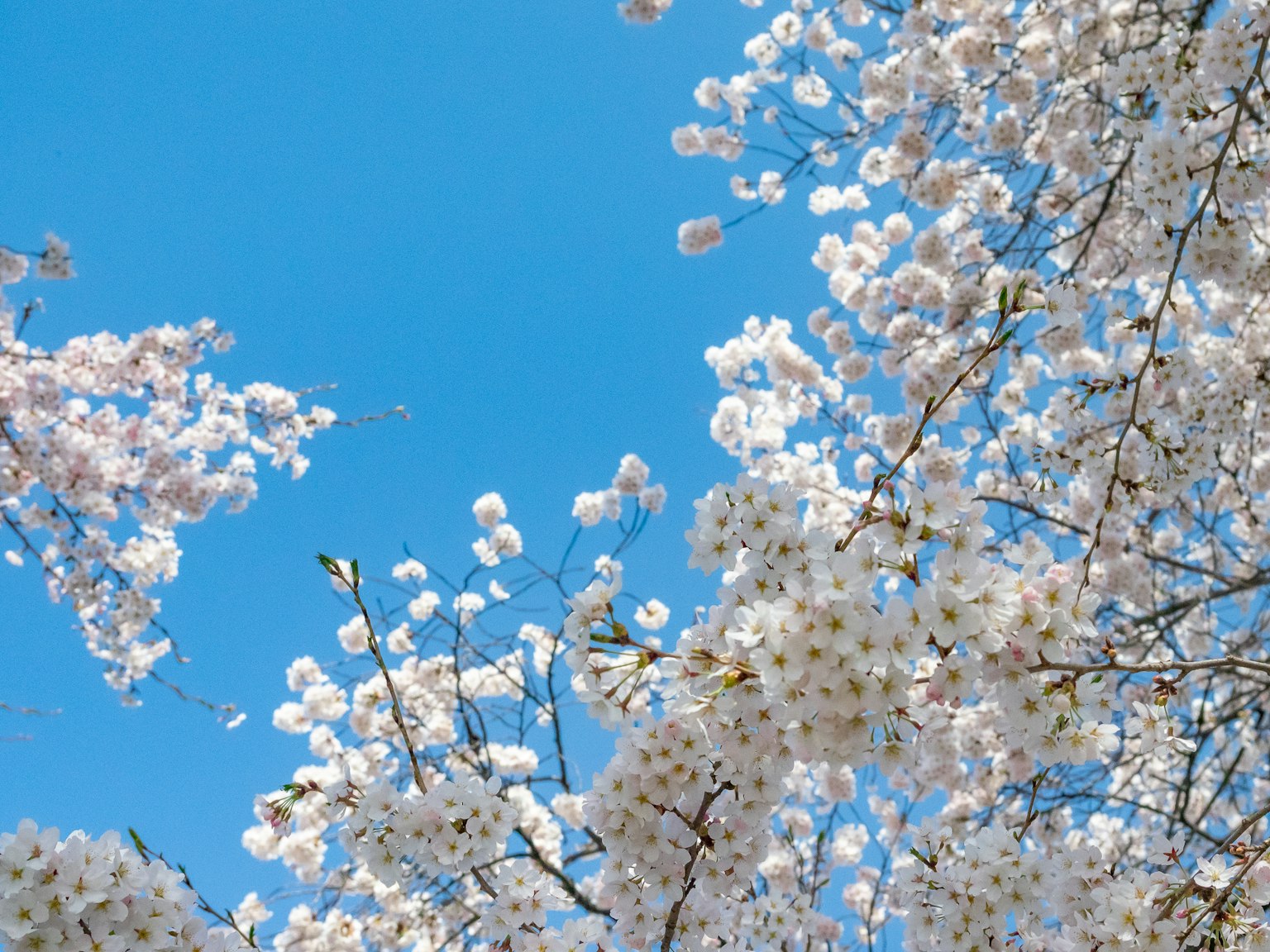 Flores de cerezo en plena floración contra un cielo azul